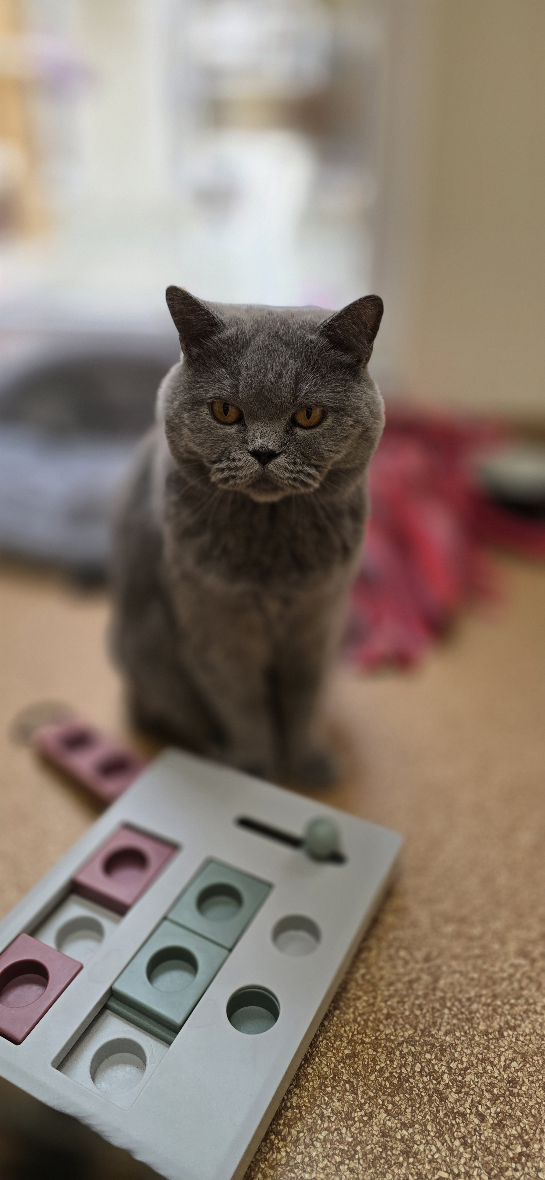 Graue Katze Amore sitzt vor einem Intelligenzspielzeug.