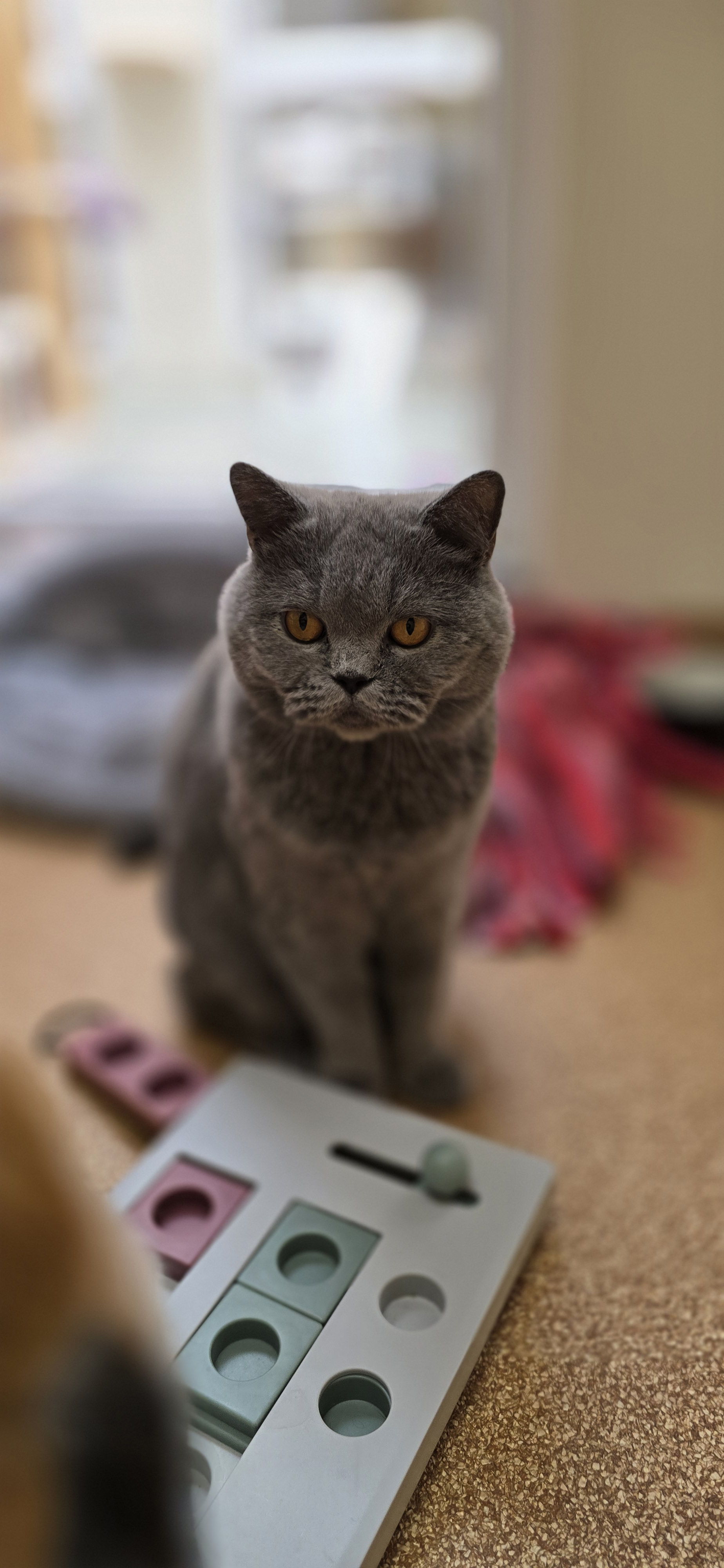 Graue Katze Amore sitzt neben einem Intelligenzspielzeug.