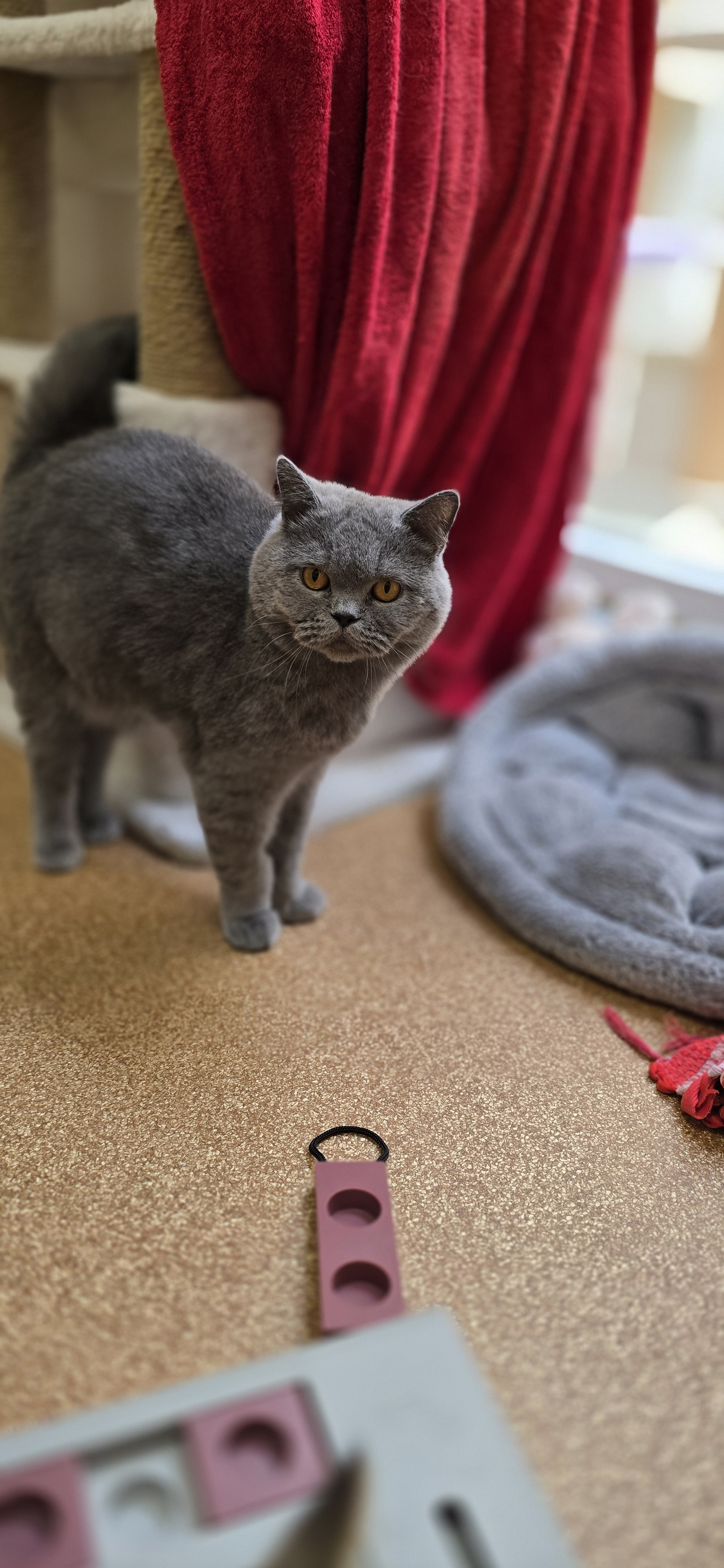 Graue Katze Amore steht neben einem Kratzbaum im Katzenzimmer.