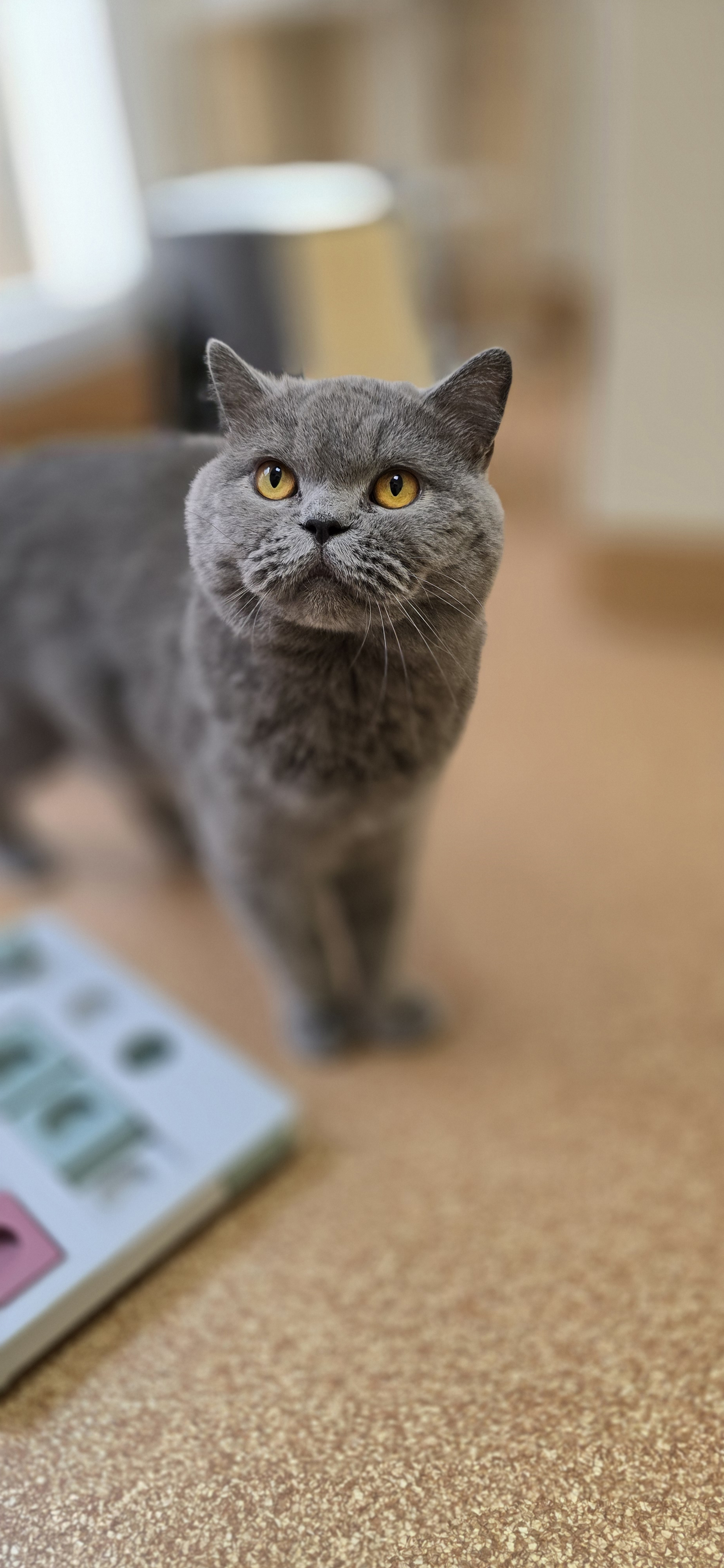 Graue Katze Amore blickt nach oben.