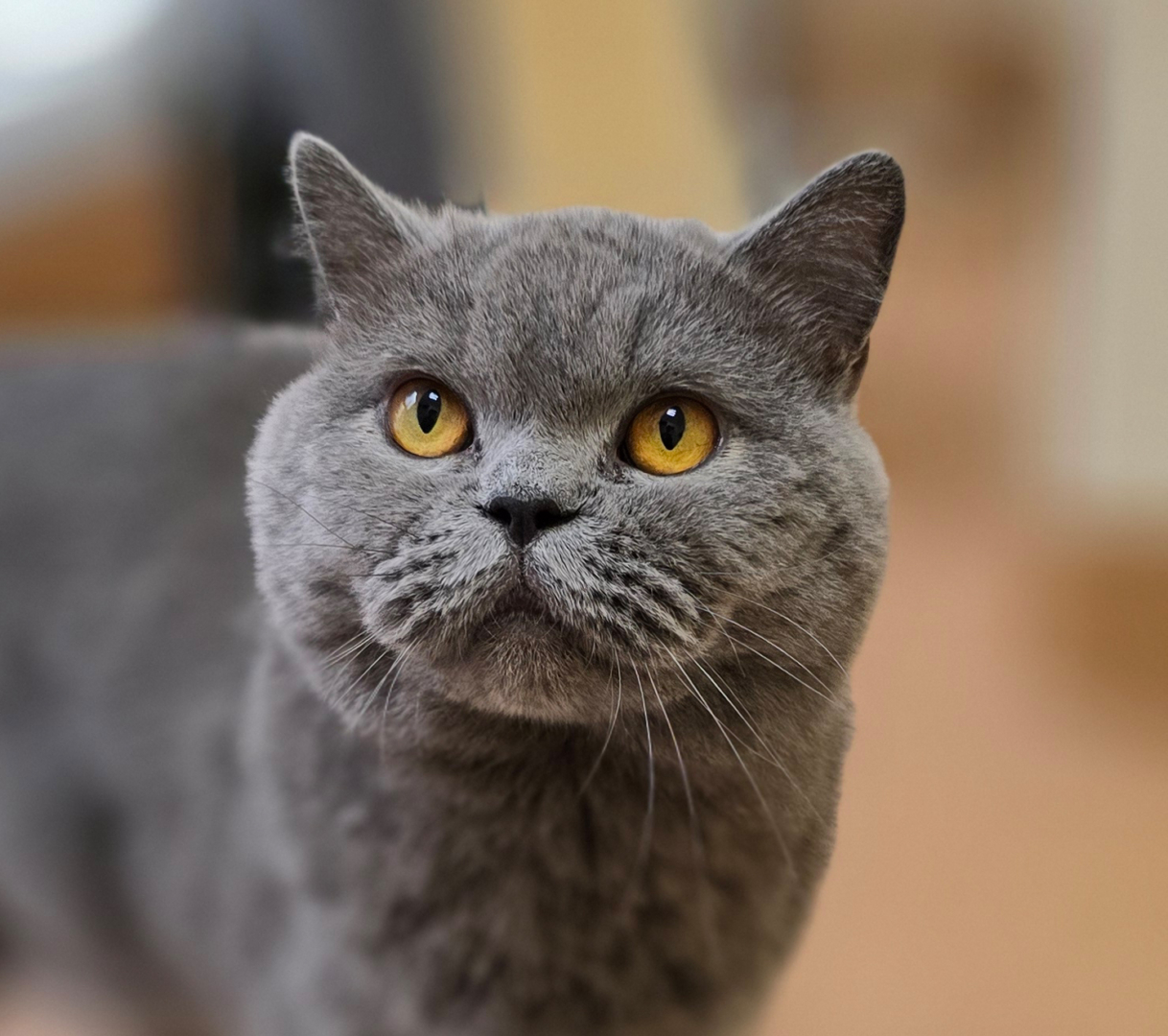 Porträt der grauen Katze Amore.