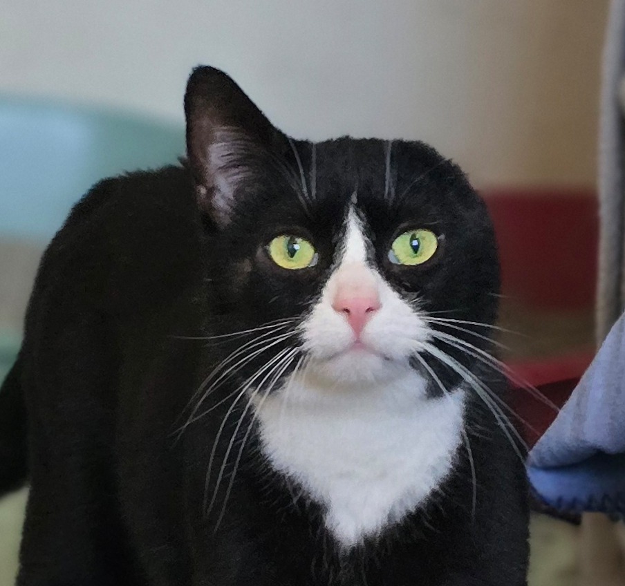 Porträt von Coco Porträt des schwarz-weißen Katers Coco.