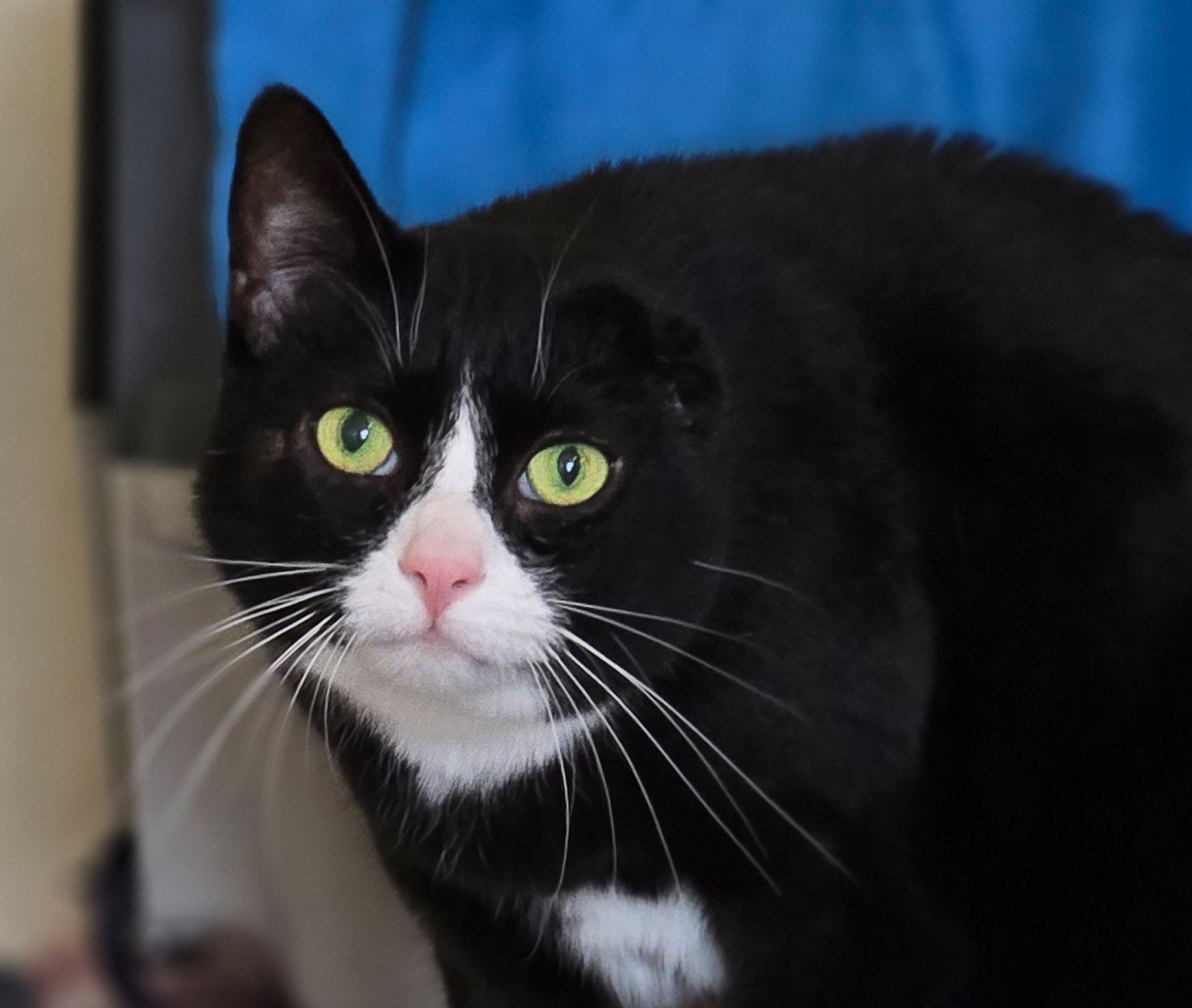 Coco im Porträt Nahaufnahme des schwarz-weißen Katers Coco.