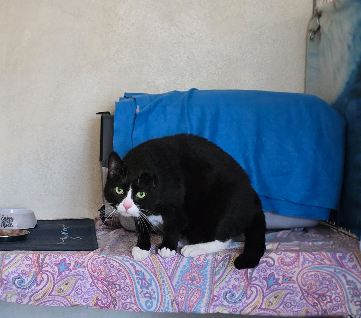 Coco auf einem Liegeplatz Der schwarz-weiße Kater Coco steht auf einem Liegeplatz.