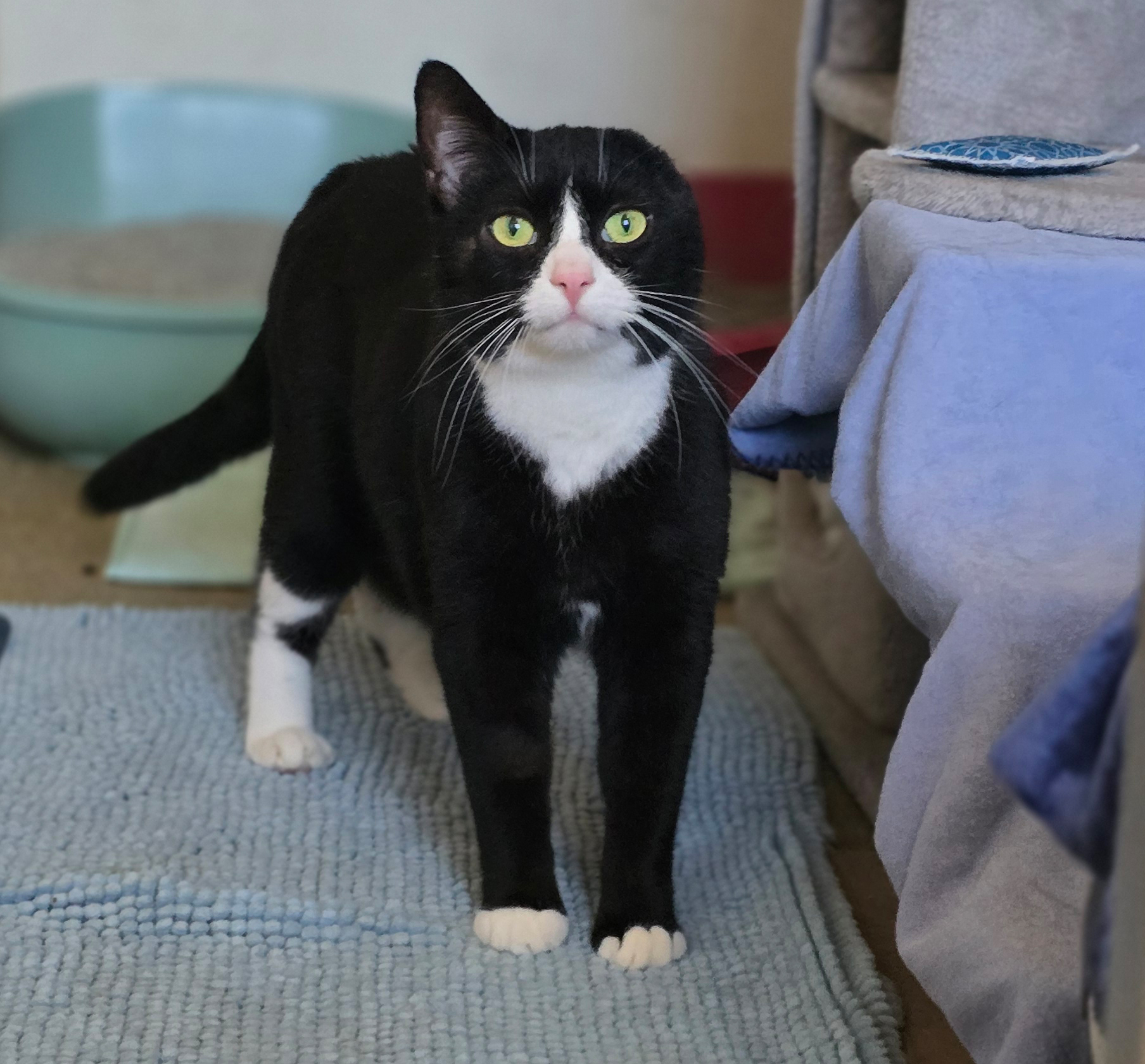 Coco im Katzenzimmer Der schwarz-weiße Kater Coco steht im Katzenzimmer.