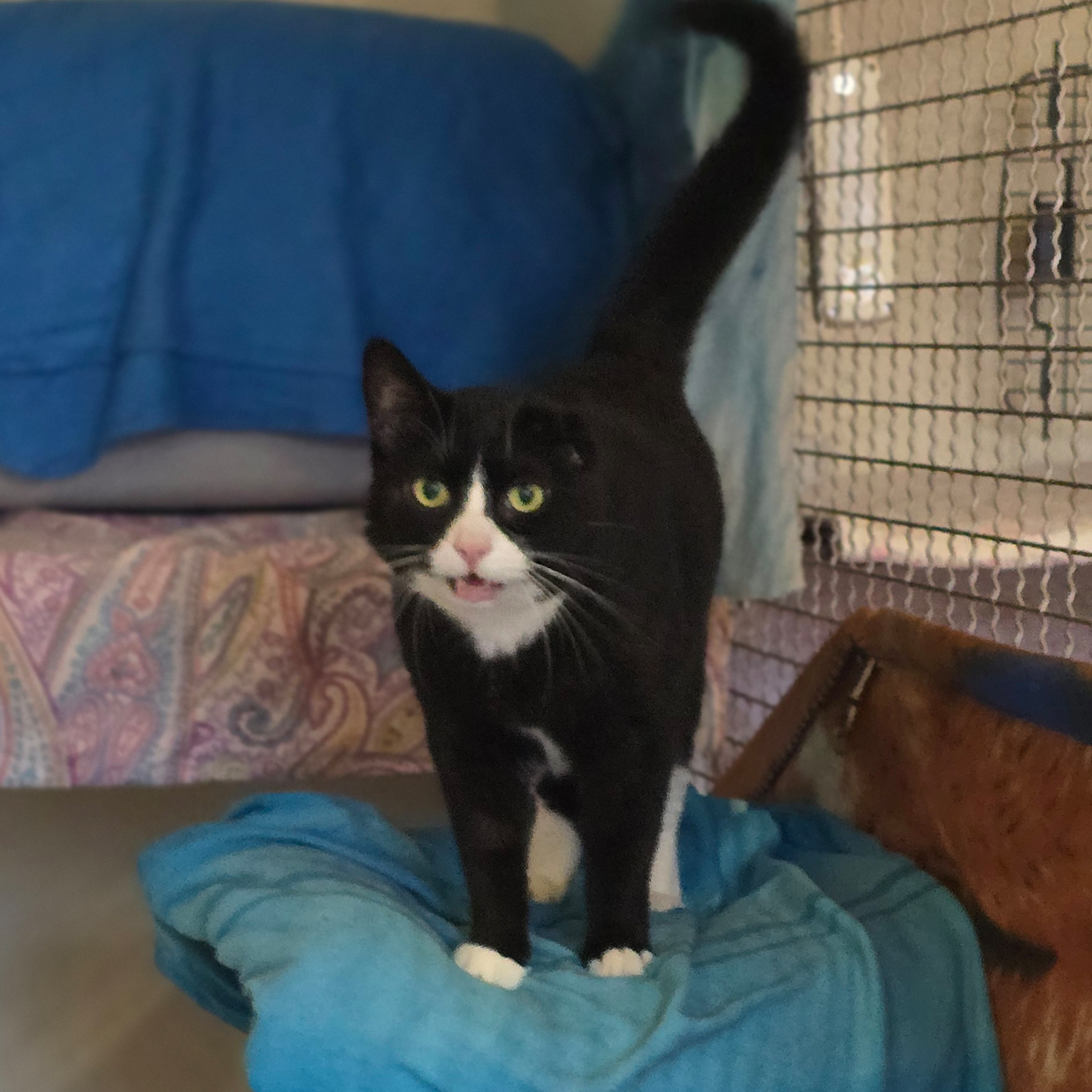 Coco auf einer Decke Der schwarz-weiße Kater Coco steht auf einer blauen Decke.