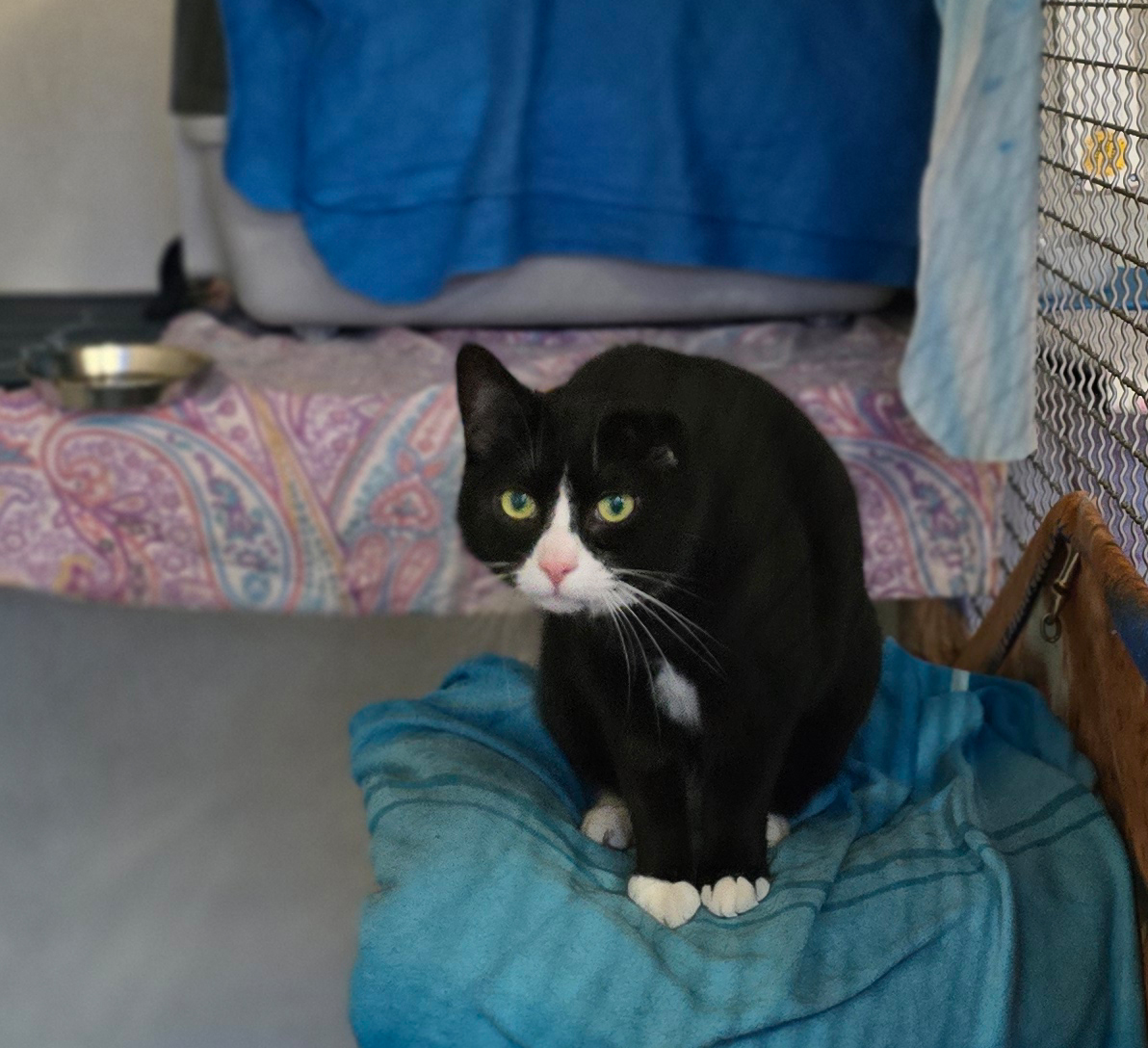 Coco auf seinem Liegeplatz Der schwarz-weiße Kater Coco sitzt auf seinem Liegeplatz.