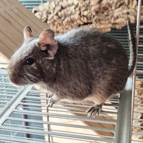 Degu Miggi sitzt auf dem Gitter seines Käfigs.