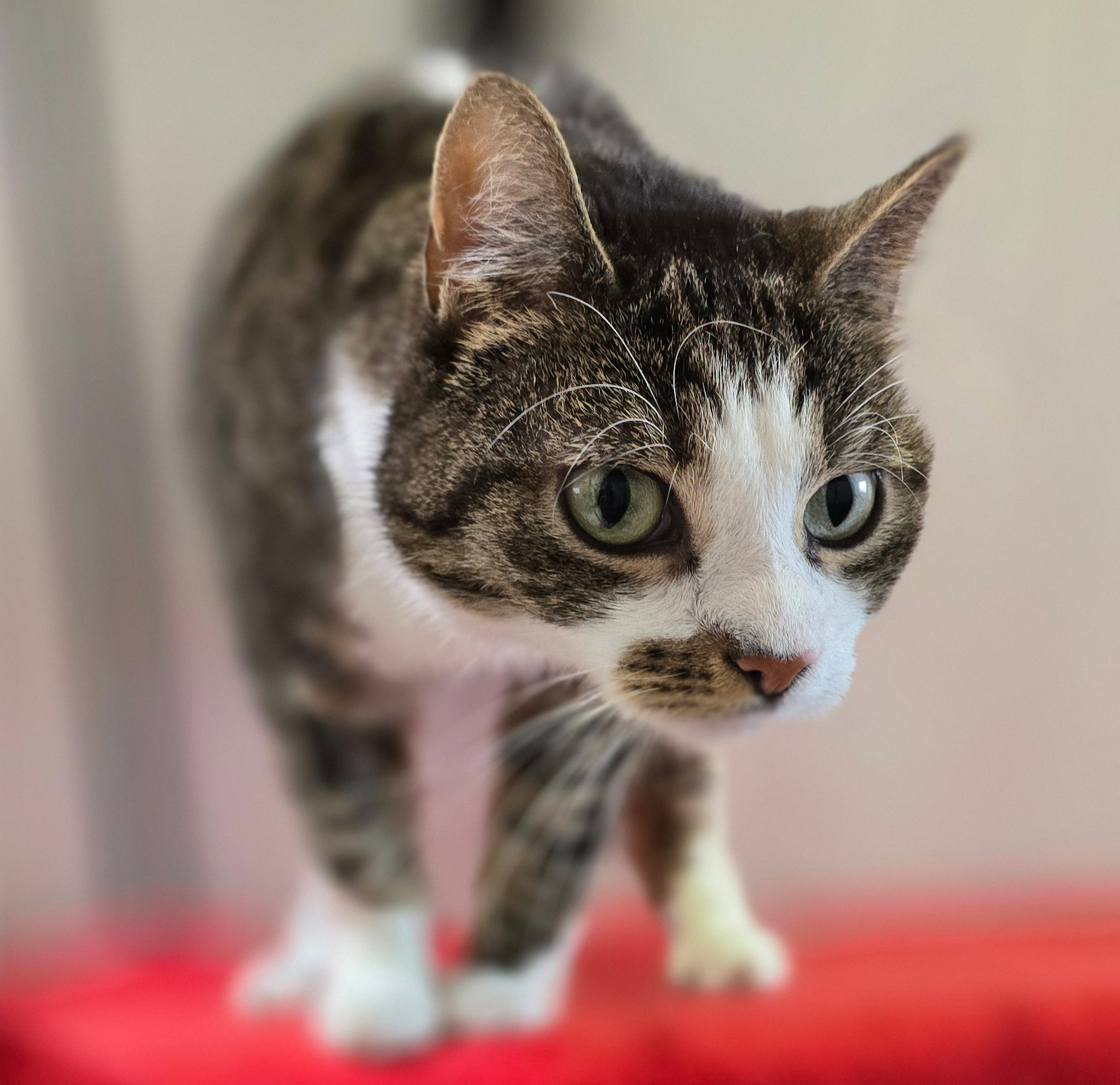 Eleni auf einer roten Decke Die getigert-weiße Katze Eleni steht auf einer roten Decke.