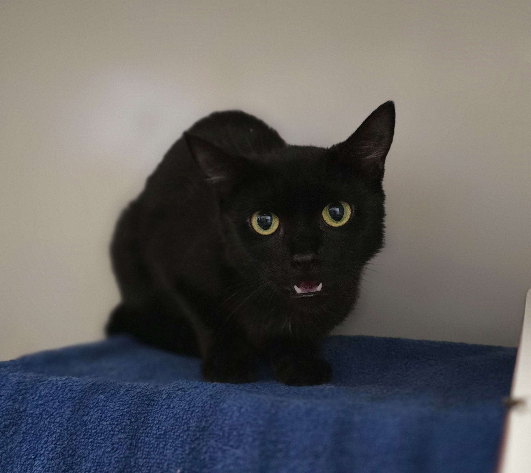 Elsa im Porträt Die schwarze Katze Elsa sitzt auf einem blauen Liegeplatz und schaut in die Kamera.