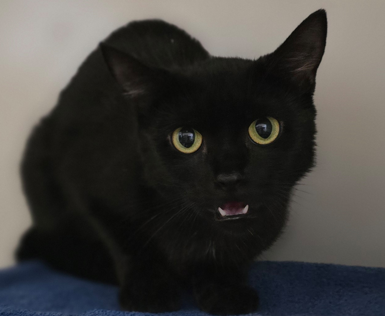 Elsa auf einem Liegeplatz Die schwarze Katze Elsa sitzt auf einem blauen Liegeplatz.