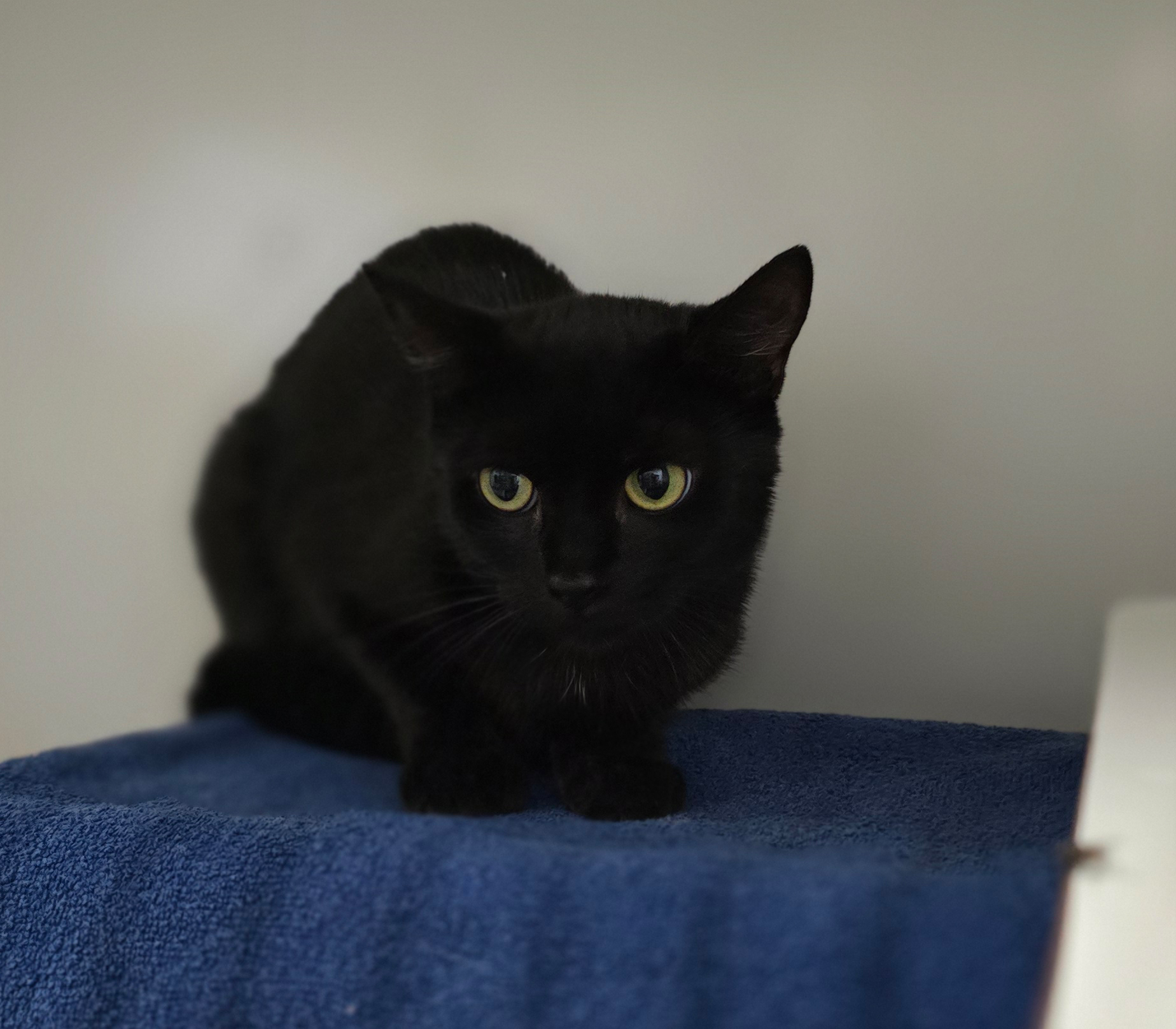 Porträt von Elsa Porträt der schwarzen Katze Elsa.