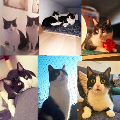 Emma und Karla, zwei schwarz-weiße Katzen