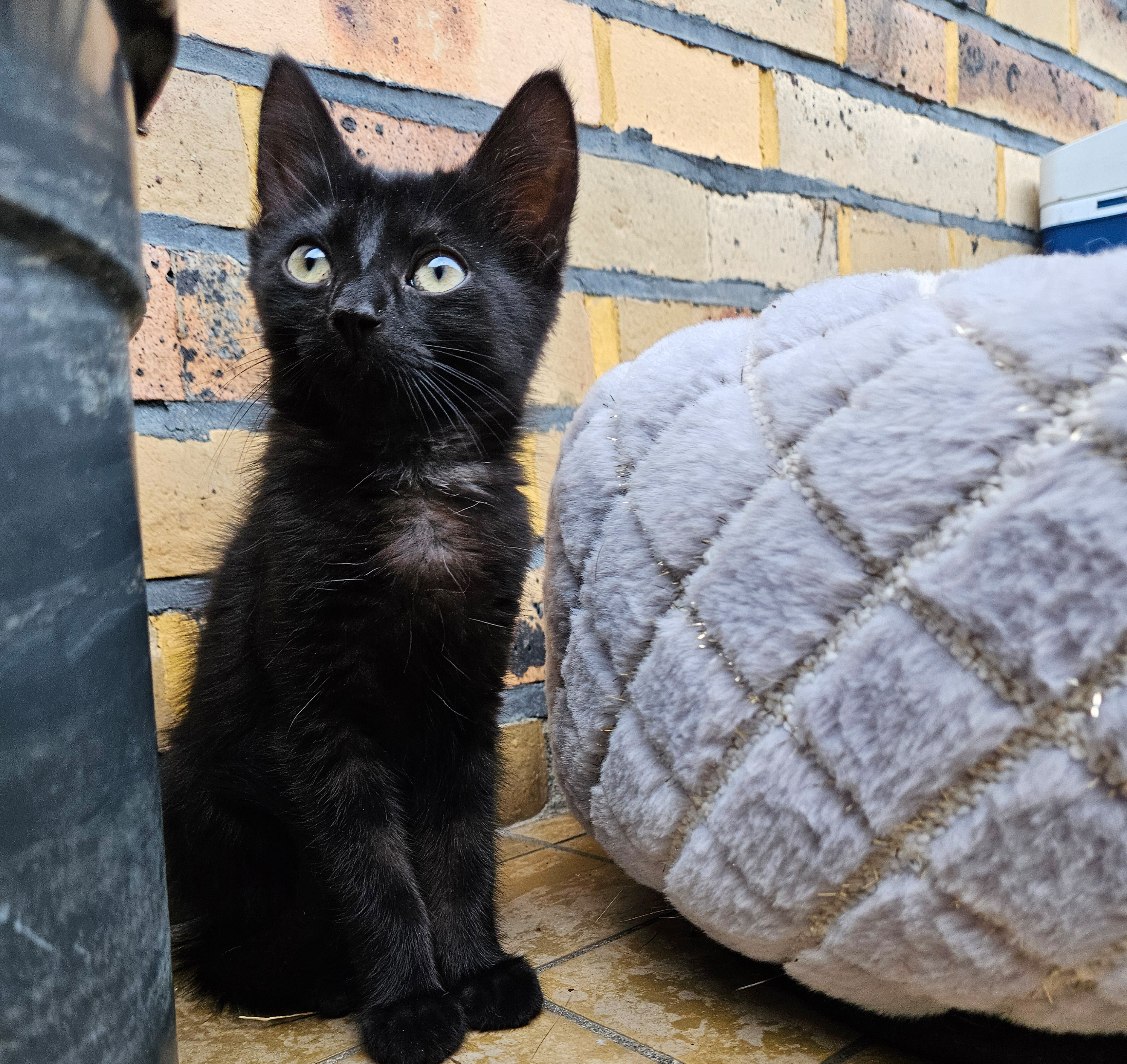 Flieder – Profilbild Flieder im Tierheim Hannover