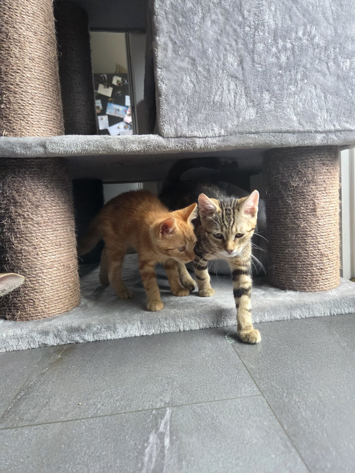 Georgie und Oleander – Profilbild Georgie und Oleander im Tierheim Hannover