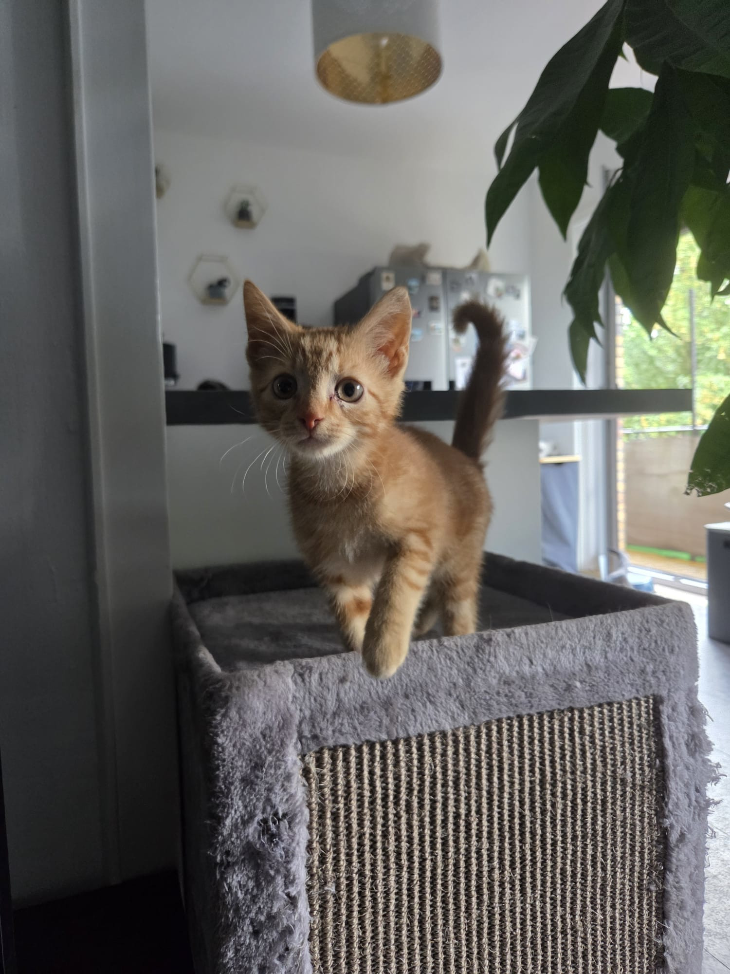 Georgie im Tierheim Hannover