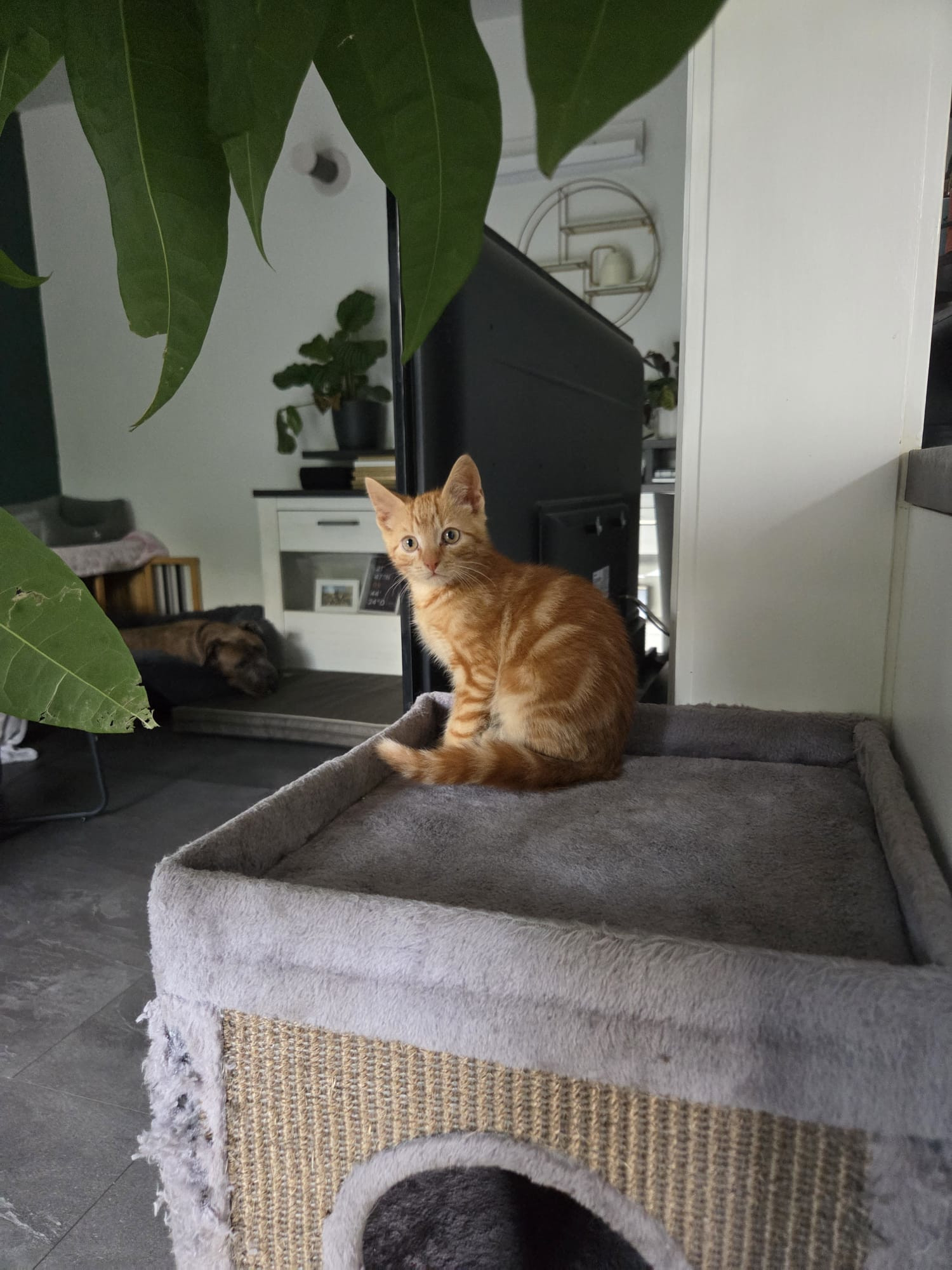 Georgie im Tierheim Hannover