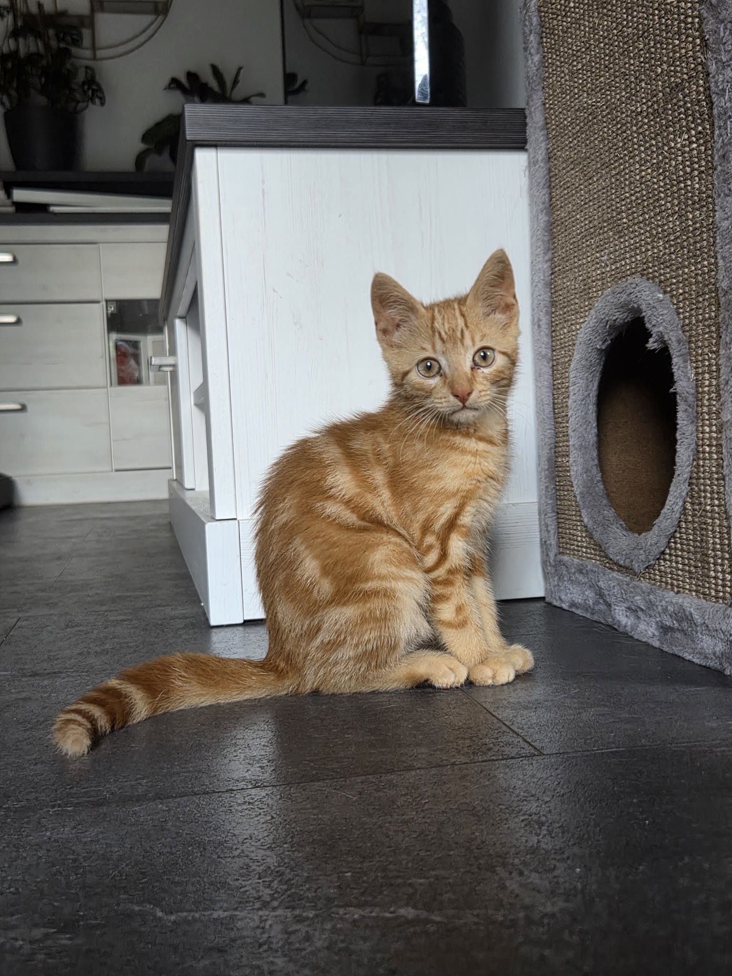 Georgie im Tierheim Hannover