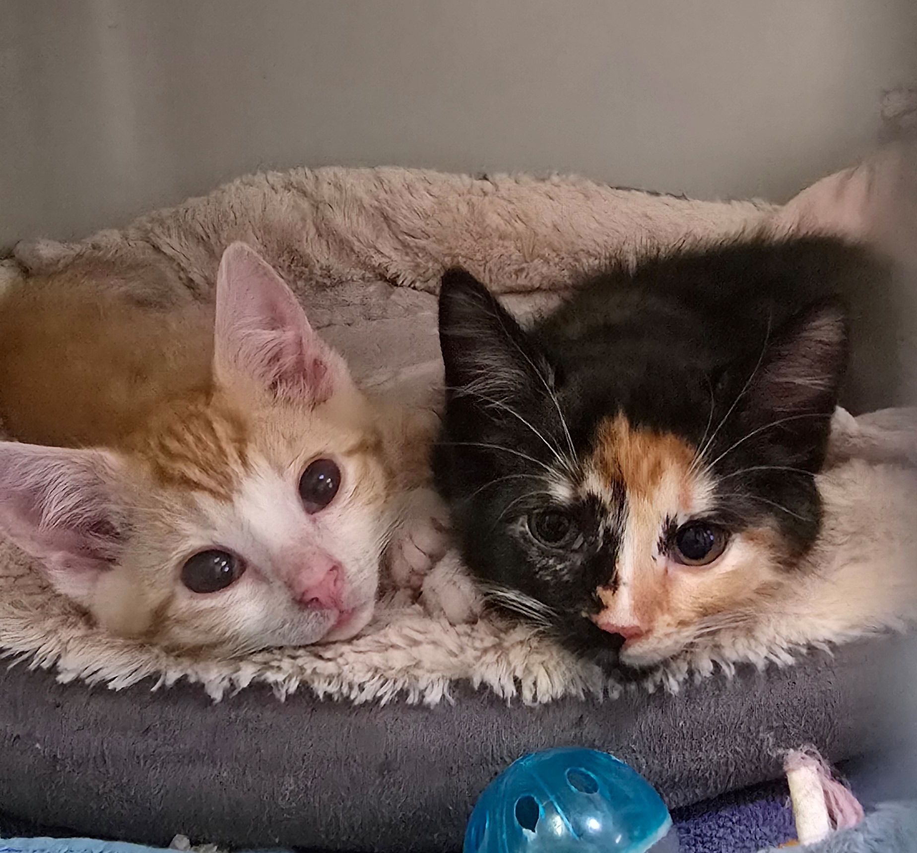 Oriana und Herr Rettich liegen nebeneinander im Katzenbett
