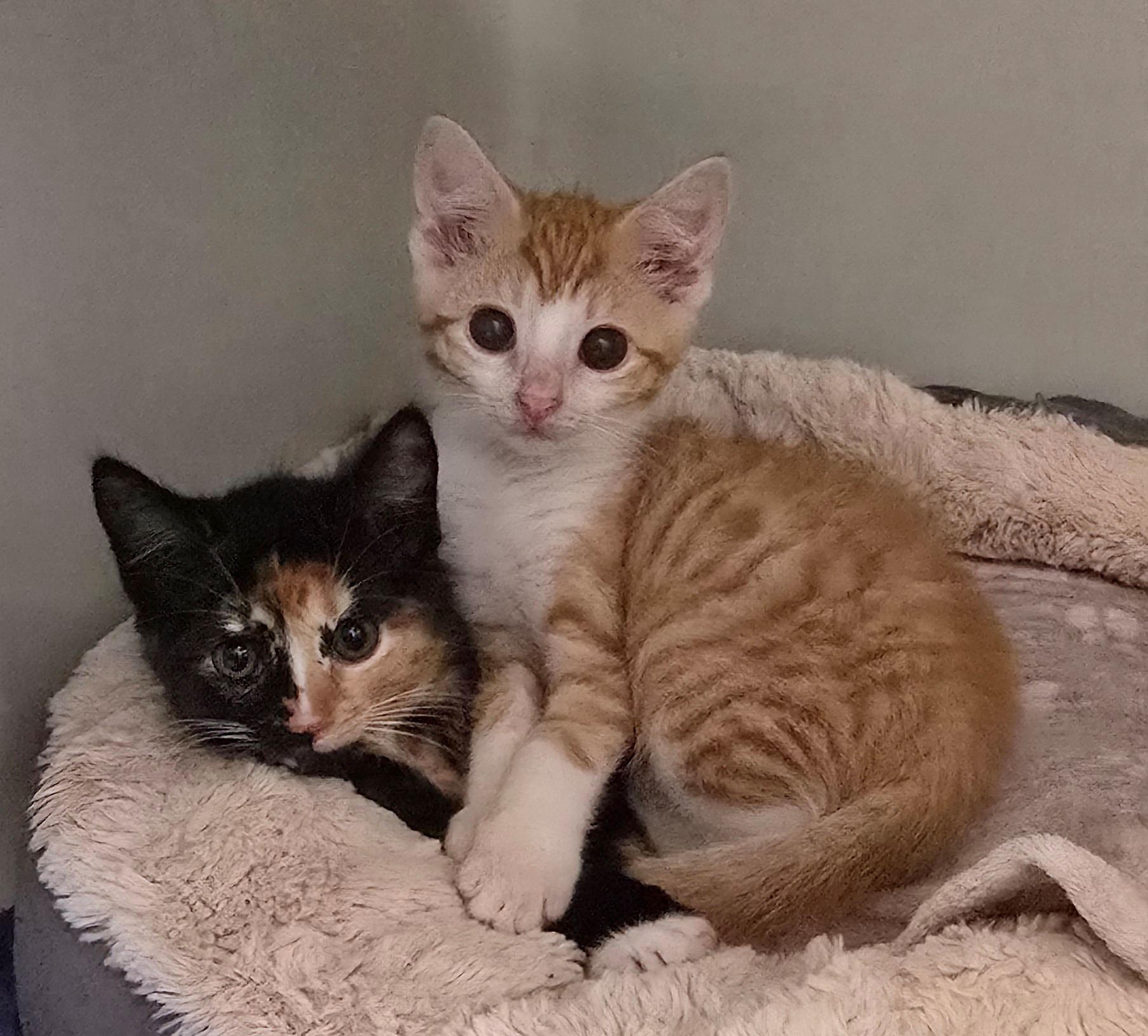 Oriana und Herr Rettich kuscheln gemeinsam in einem Katzenbett