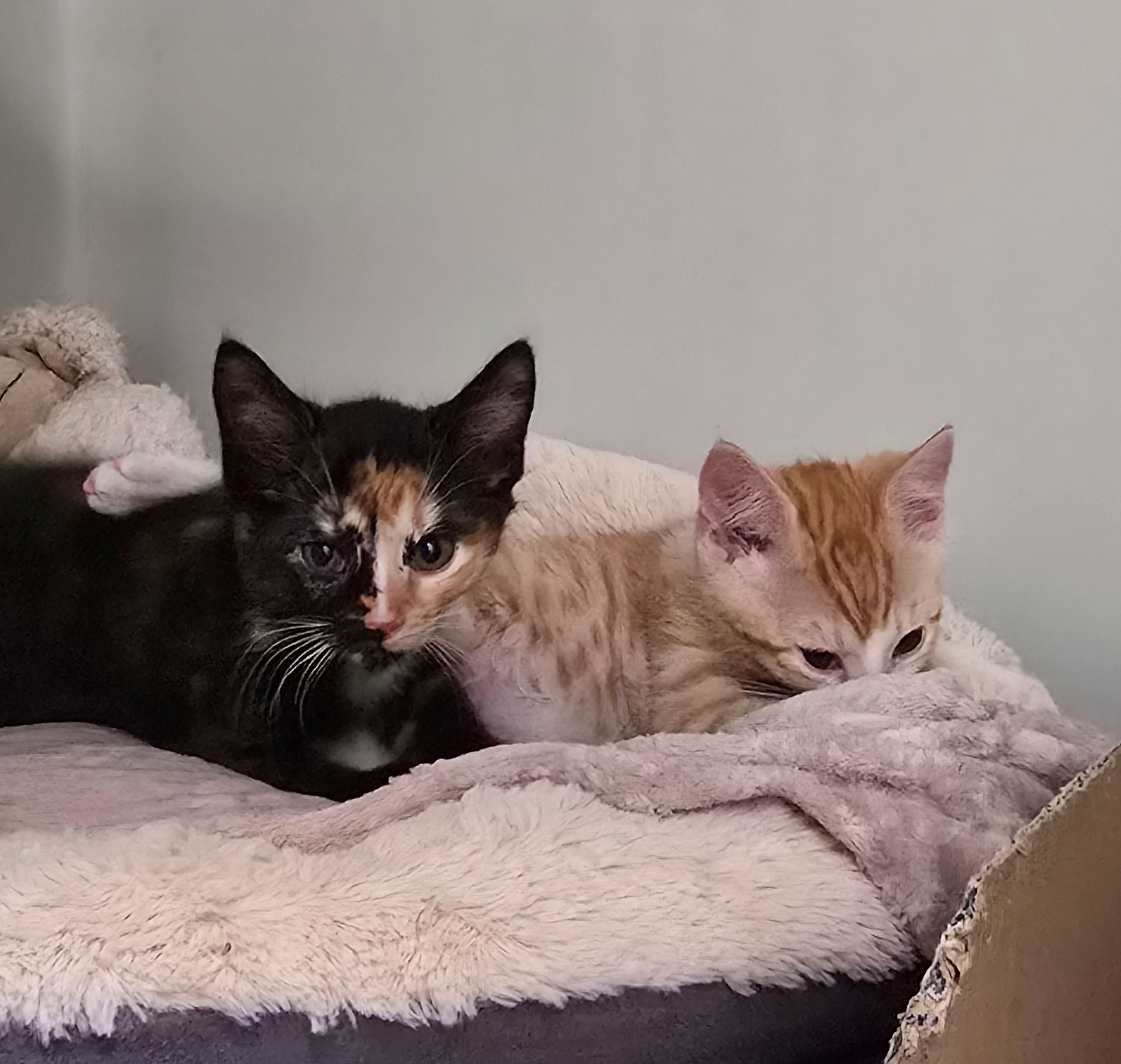 Oriana und Herr Rettich sitzen gemeinsam in einem Katzenbett