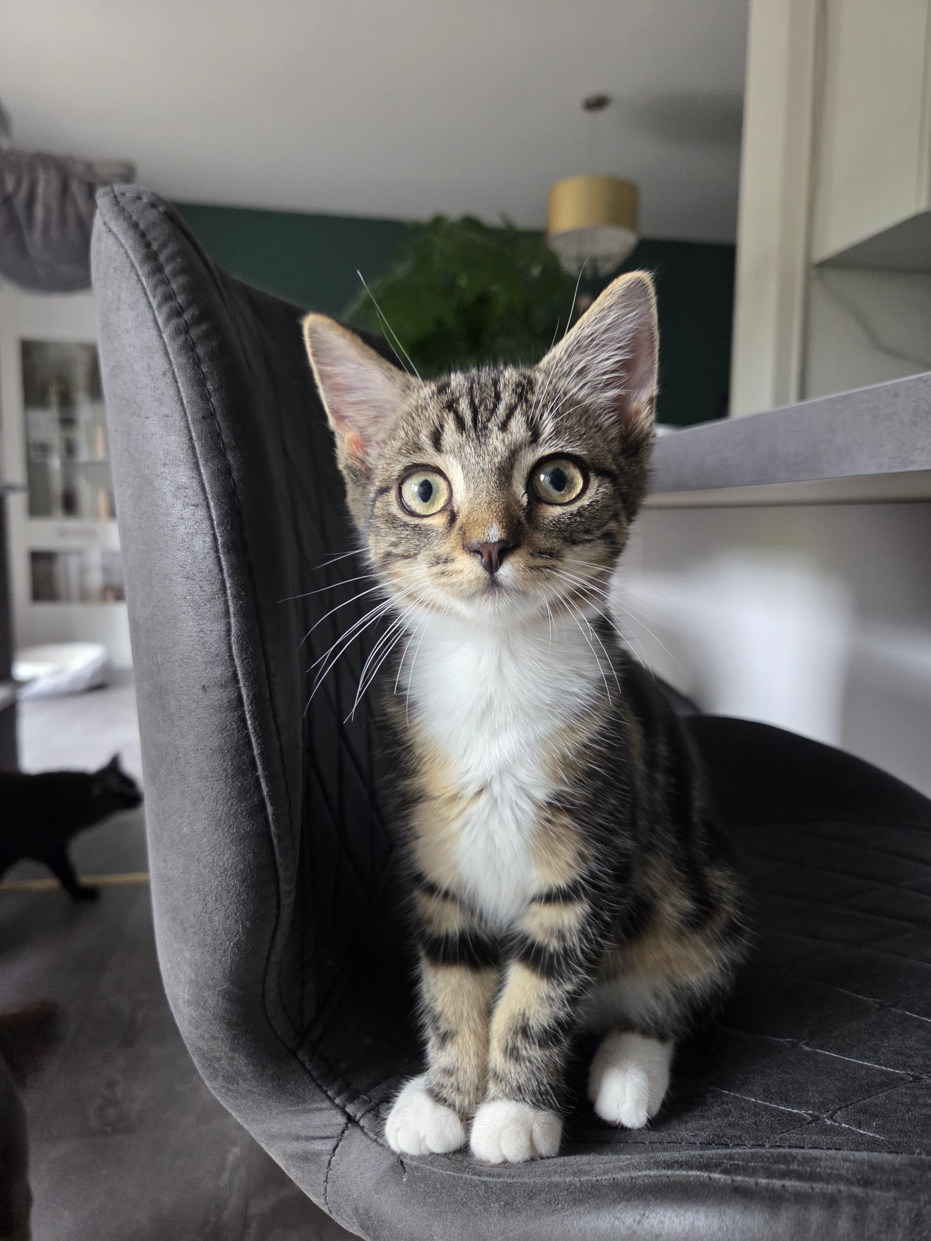 Hortensie auf einem Stuhl Die junge getigerte Katze Hortensie sitzt auf einem Stuhl.