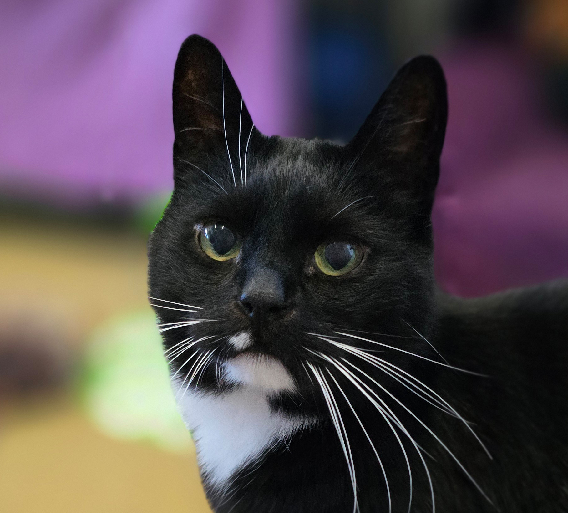 Jack im Porträt Porträt des schwarzen Katers Jack.