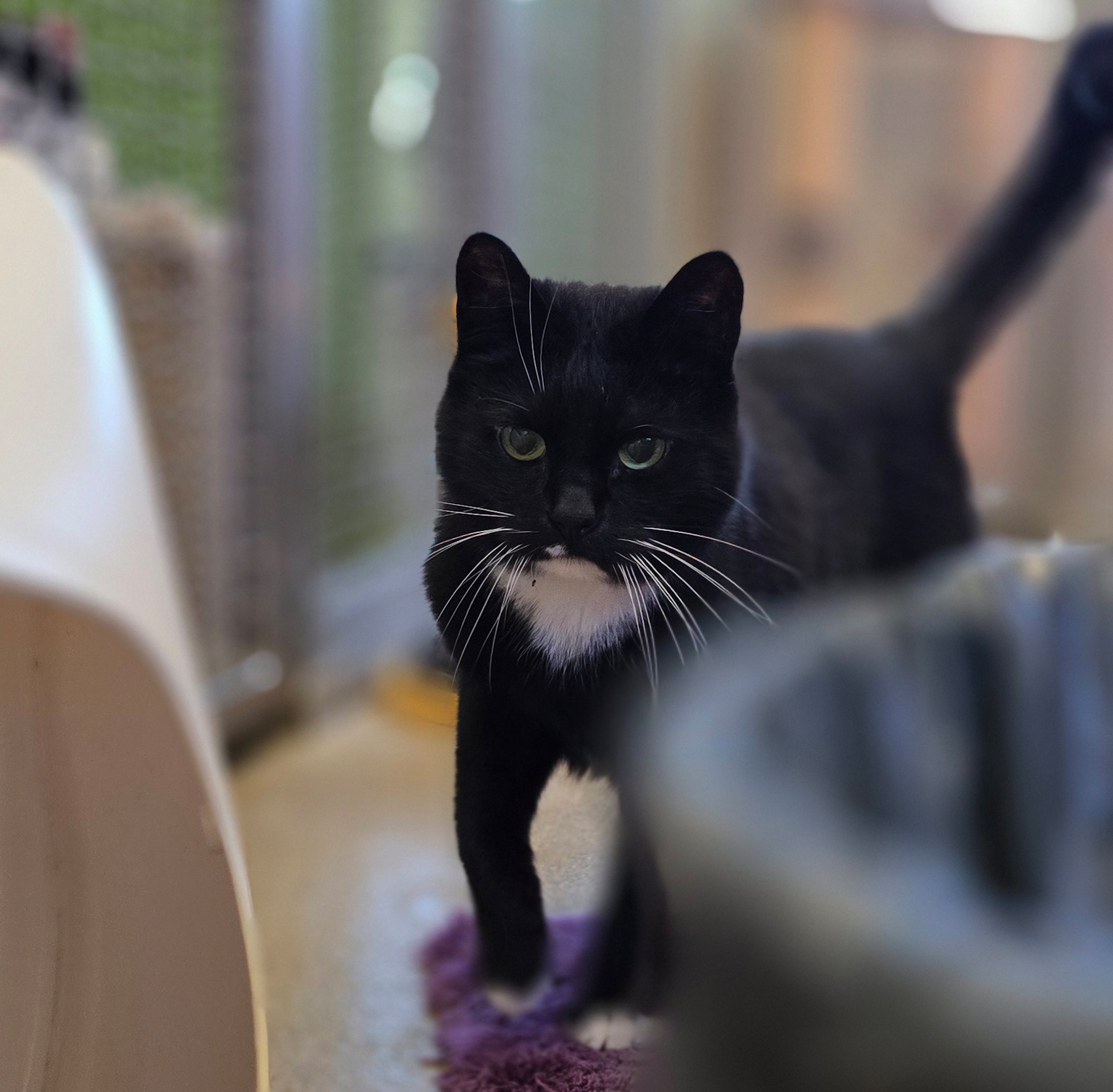 Jack im Katzenzimmer Der schwarze Kater Jack läuft durch das Katzenzimmer.