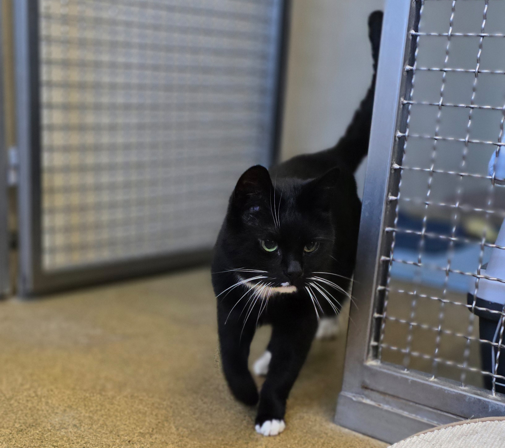 Jack am Durchgang Der schwarze Kater Jack kommt durch einen Durchgang im Katzenzimmer.
