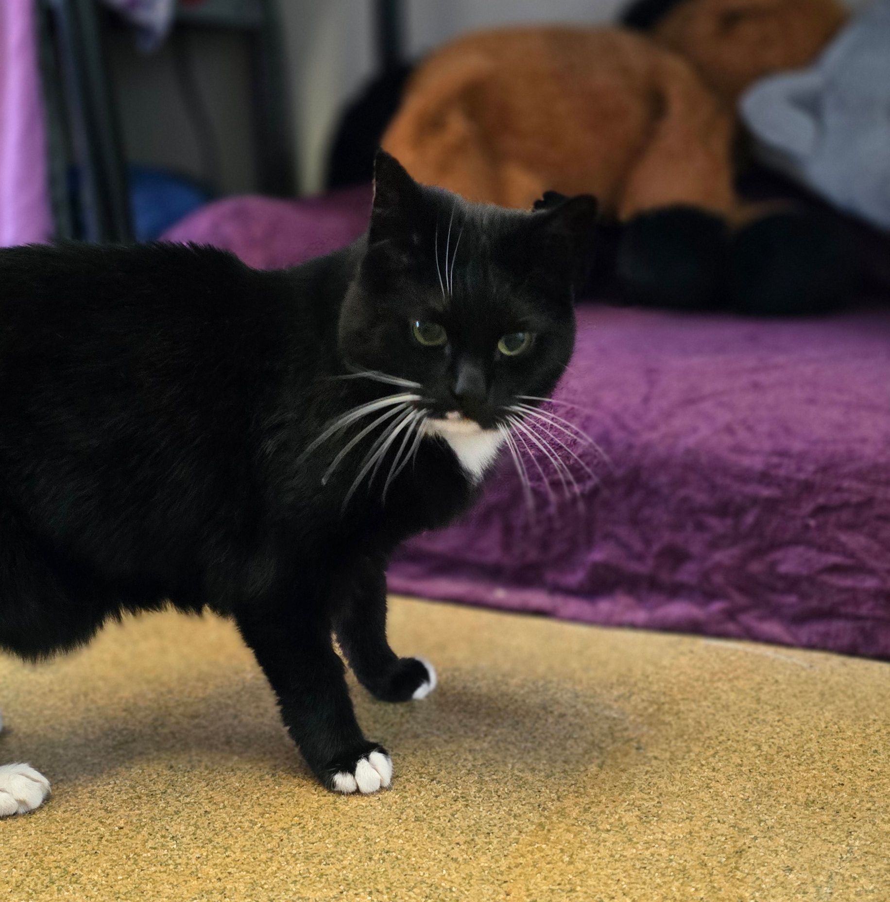 Jack vor einem Liegeplatz Der schwarze Kater Jack steht vor einem Liegeplatz.