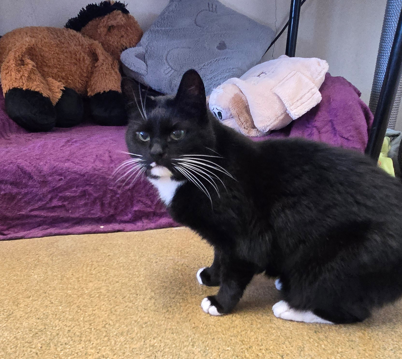 Jack vor seinem Liegeplatz Der schwarze Kater Jack sitzt vor seinem Liegeplatz.