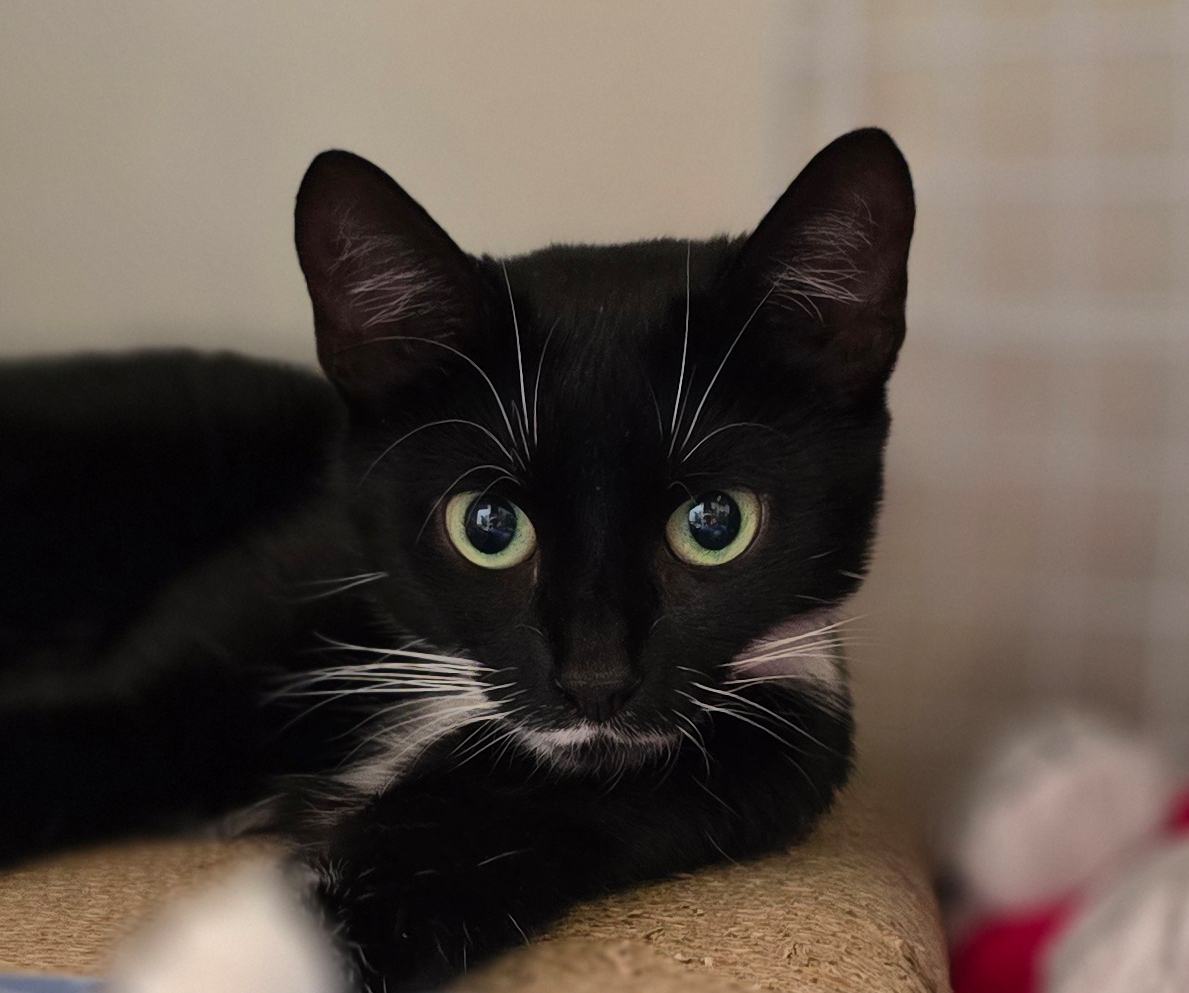 Katrice im Porträt Nahaufnahme der schwarz-weißen Katze Katrice.