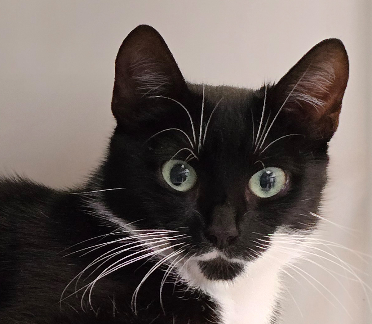 Nahaufnahme von Katrice Porträt der schwarz-weißen Katze Katrice auf einer Ablage.