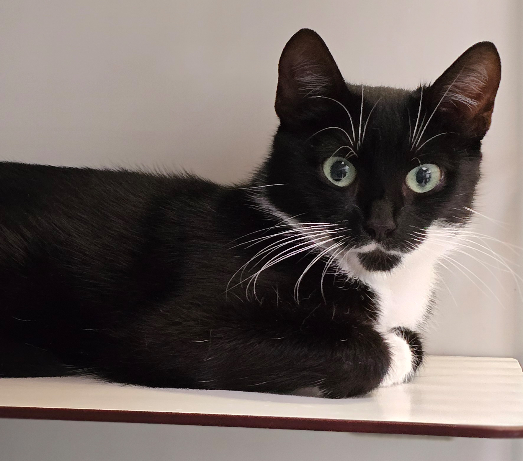 Porträt von Katrice Porträt der schwarz-weißen Katze Katrice.