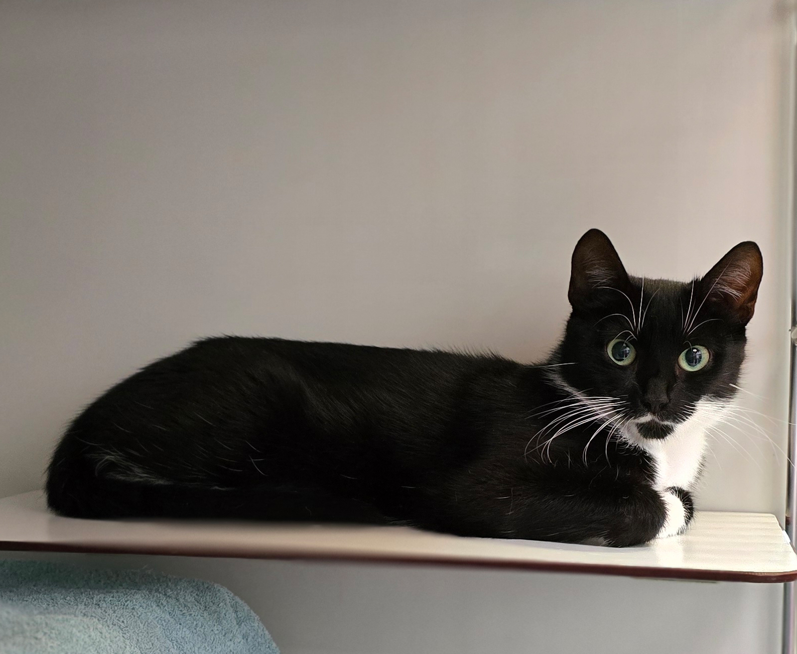 Katrice auf einer Ablage Die schwarz-weiße Katze Katrice liegt auf einer Ablage.