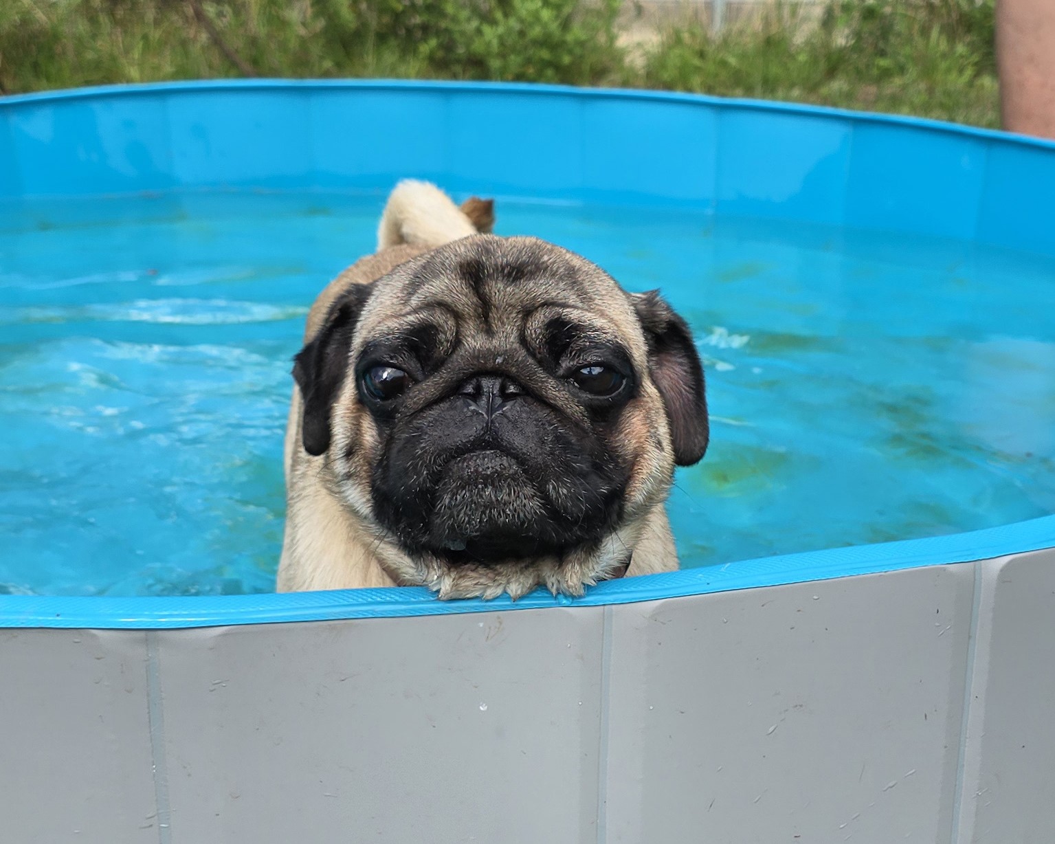 Mops im Planschbecken Ein Mops steht im Wasser eines blauen Planschbeckens.