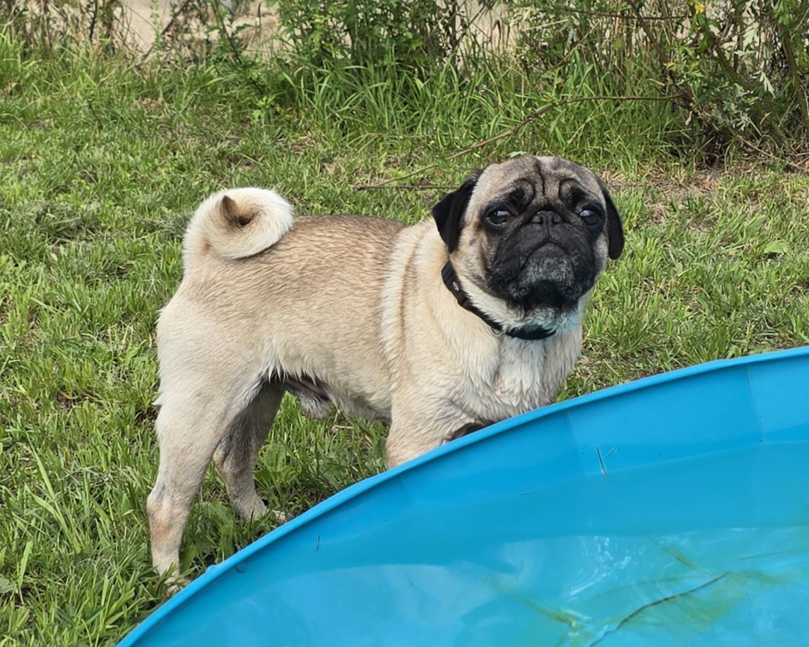 Mops am Rand eines Planschbeckens Ein Mops steht neben einem blauen Planschbecken.