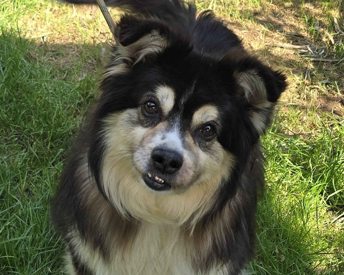 knutV95681a Knut