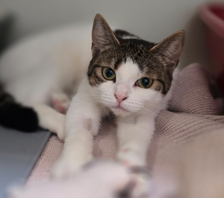 Katze Luna auf einer Decke Luna