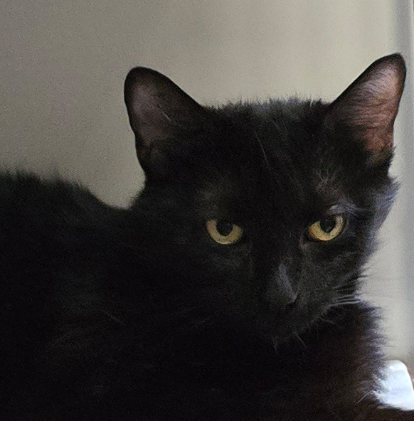 Porträt der schwarzen Katze Ma.