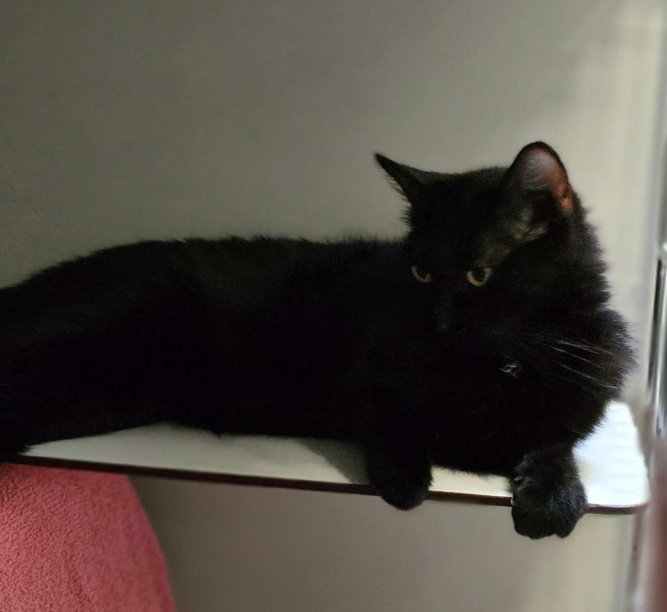 Katze Ma sitzt auf einem Kratzbaum.