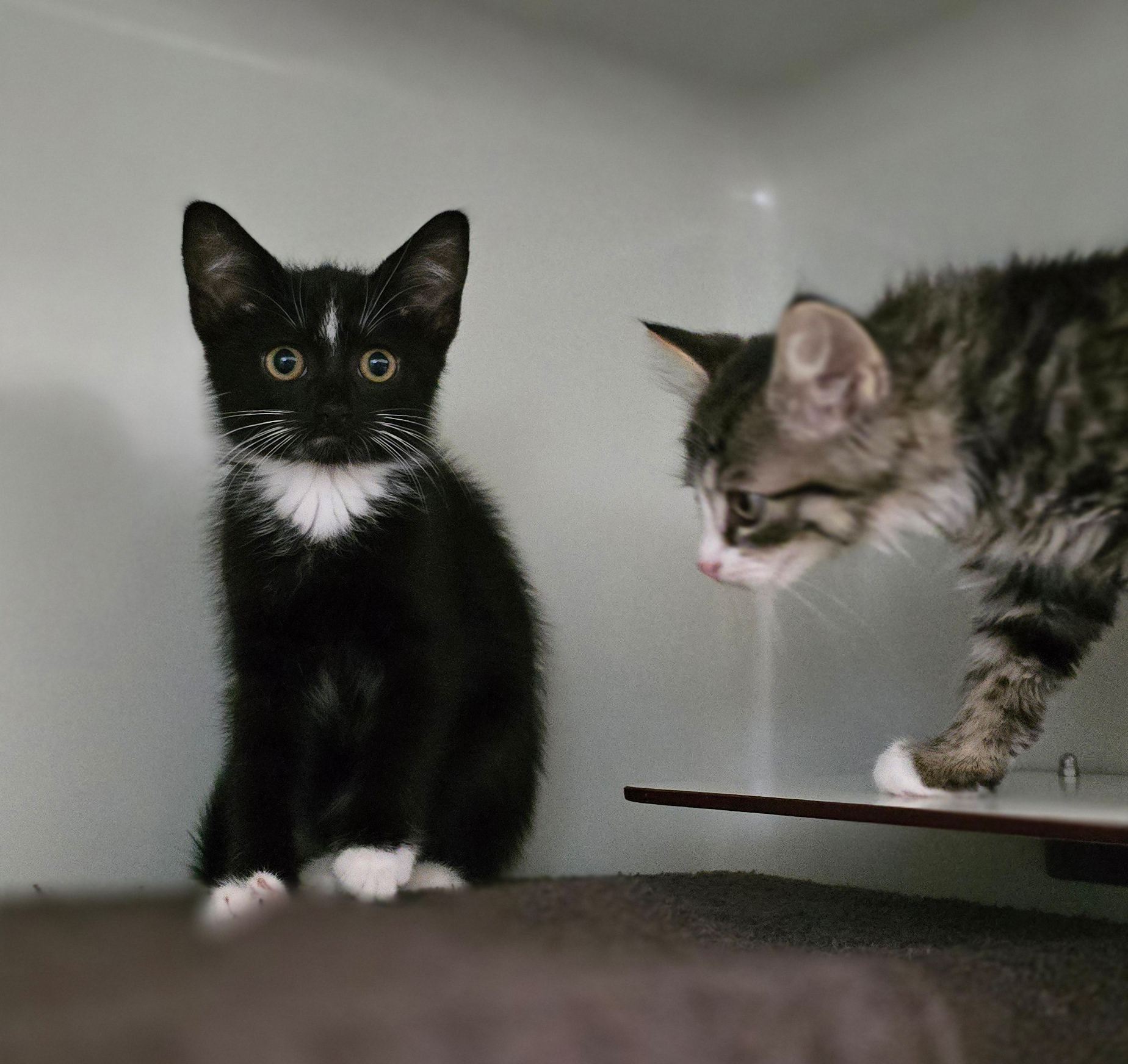 Die Katzenkinder Malik und Maddy sitzen nebeneinander.