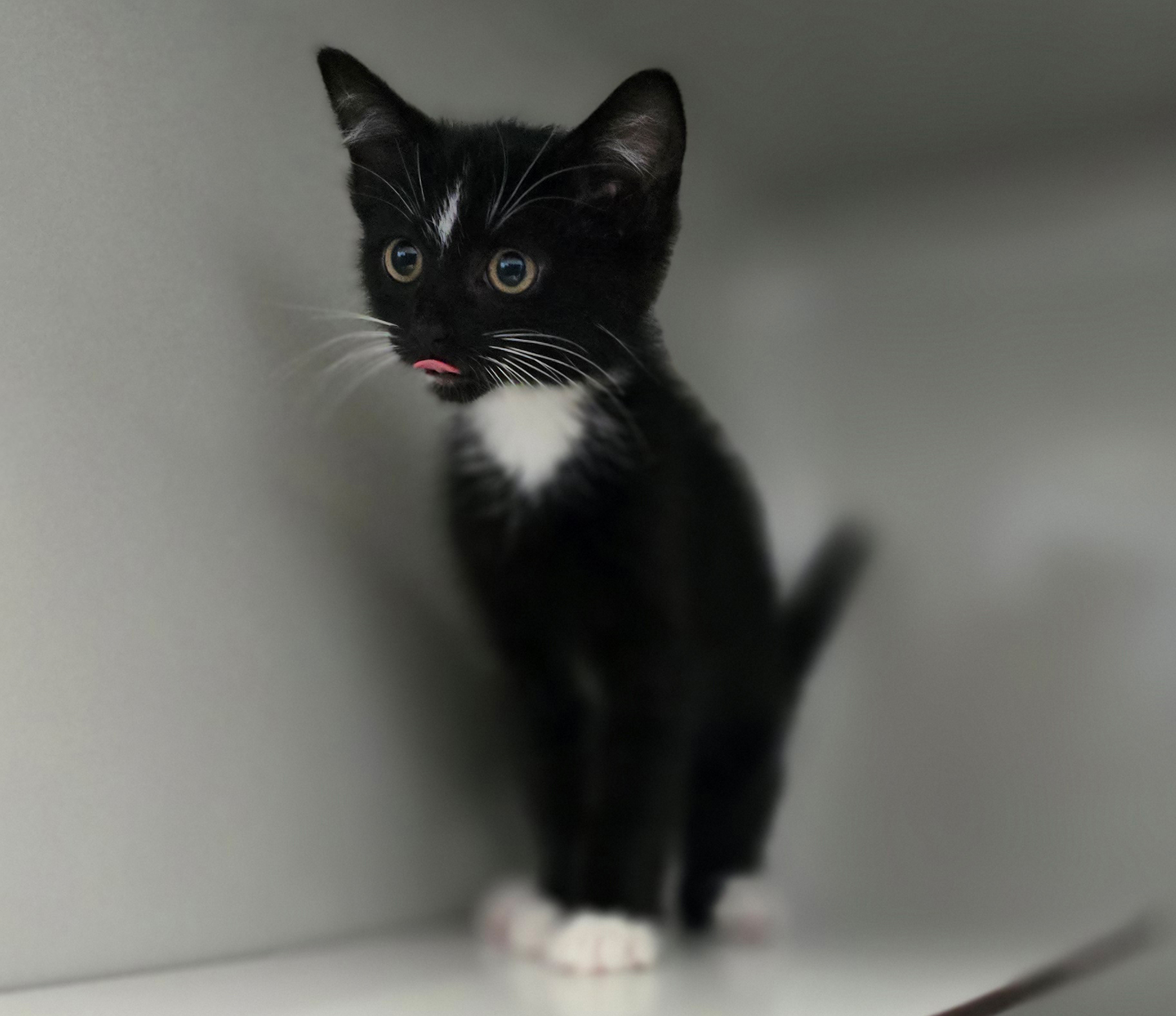 Porträt des Katzenkindes Maddy.