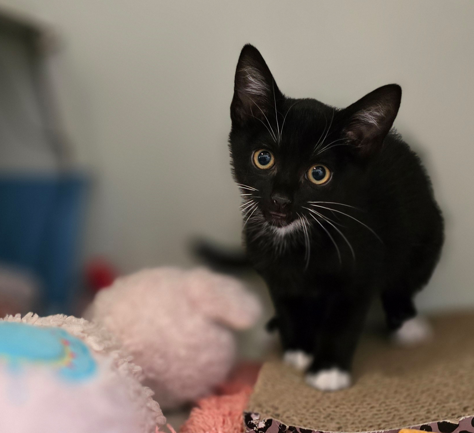 Madina – Profilbild Madina im Tierheim Hannover
