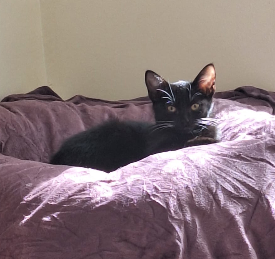 Madina auf einem violetten Kissen Schwarz-weiße junge Katze Madina liegt auf einem violetten Kissen.