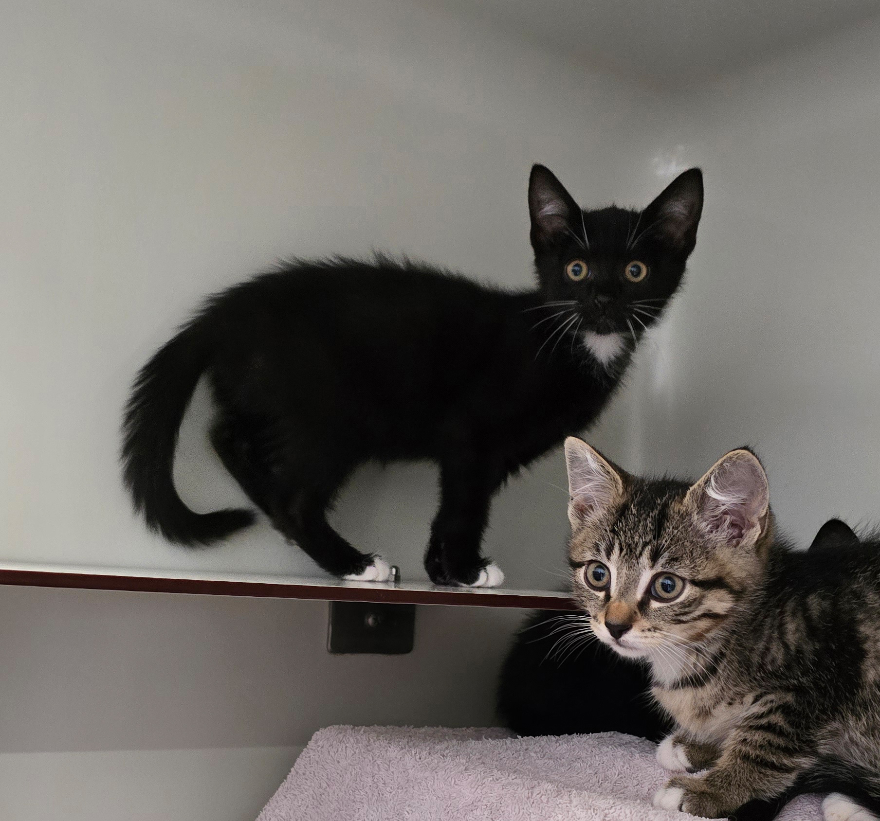 Madina – Profilbild Madina im Tierheim Hannover