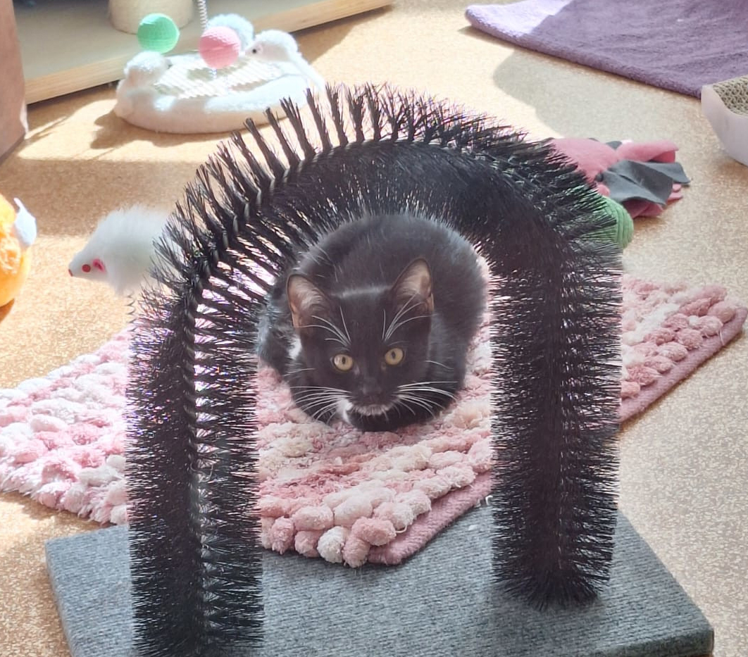 Madina unter einem Bürstenbogen Schwarz-weiße junge Katze Madina liegt unter einem Bürstenbogen auf einer rosa Matte.