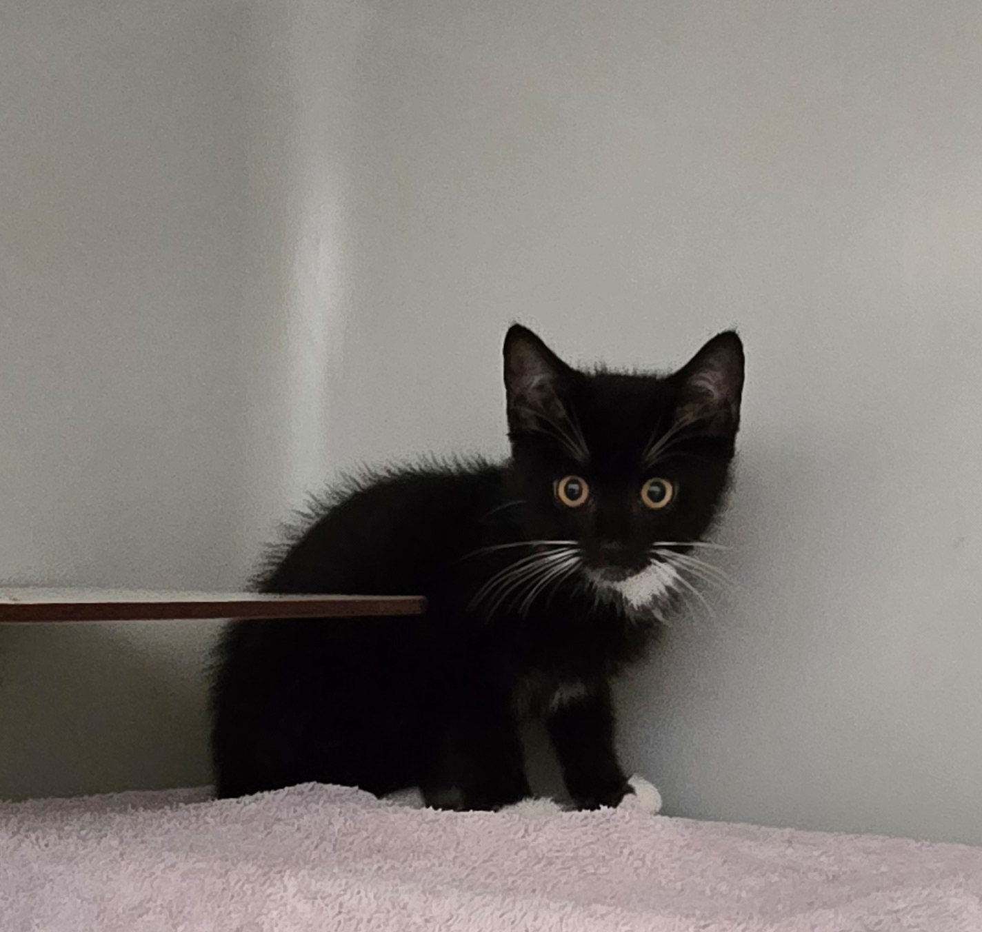 Madina – Profilbild Madina im Tierheim Hannover