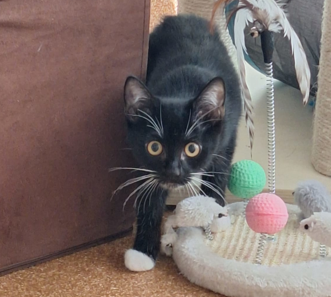 Magalia neben Katzenspielzeug Schwarz-weiße junge Katze Magalia steht neben Katzenspielzeug mit bunten Bällen.