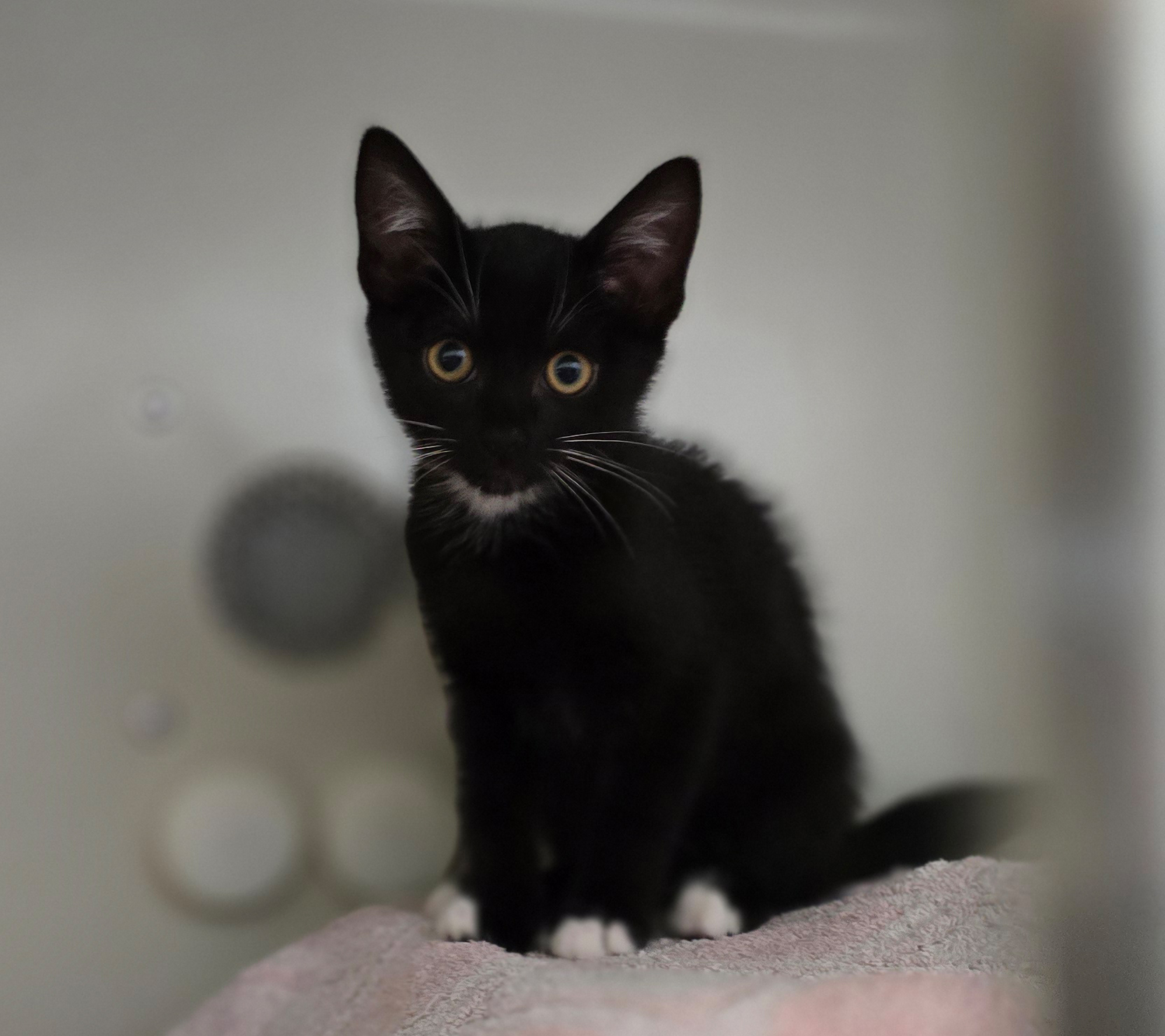 Magalia – Profilbild Magalia im Tierheim Hannover